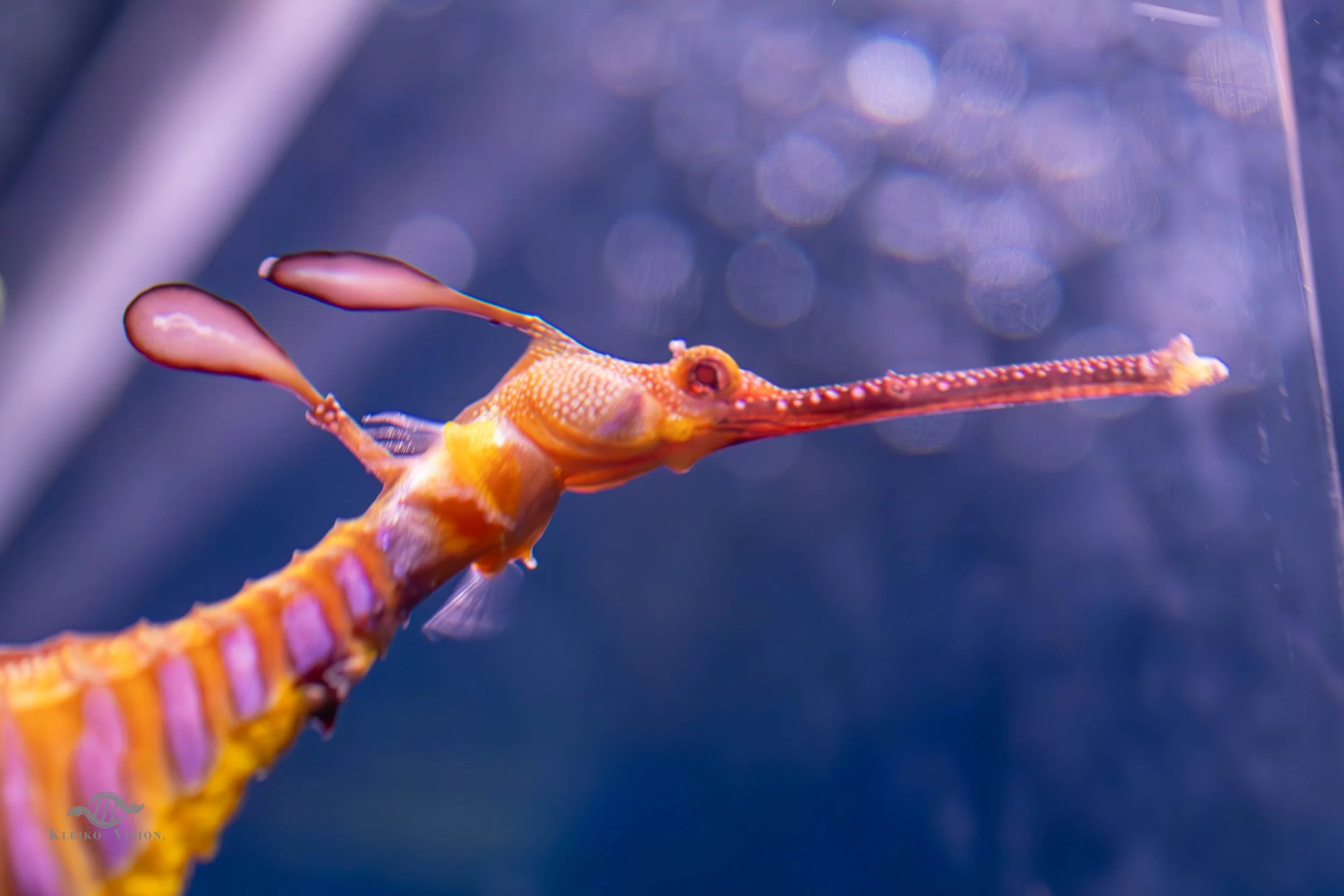 Macro close-up of a weedy sea dragon with leaf-like orange and pink fins