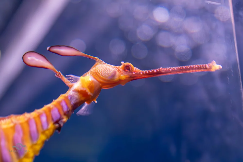 Sea dragon