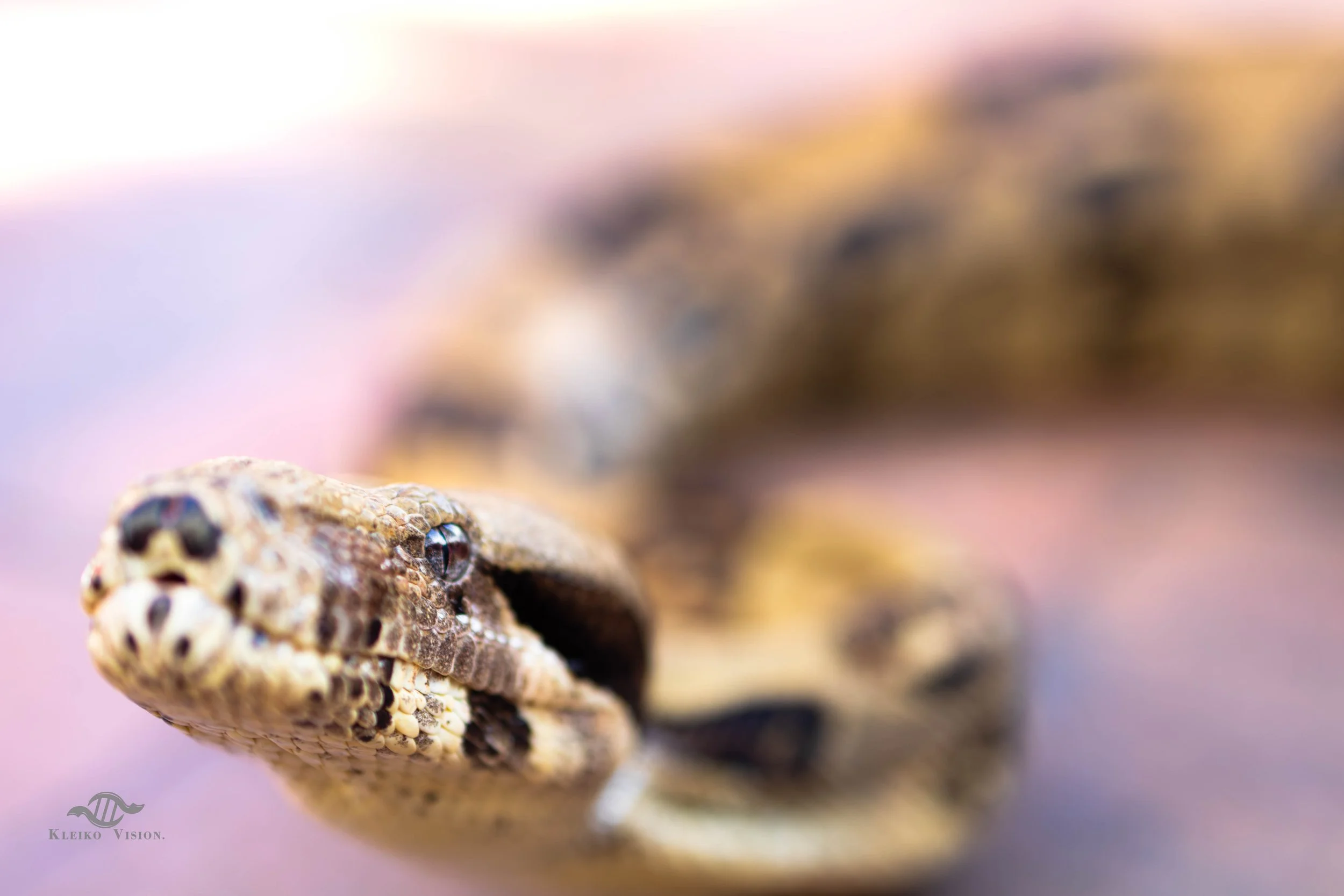 Extreme close-up of a coiled snake's patterned head and eye