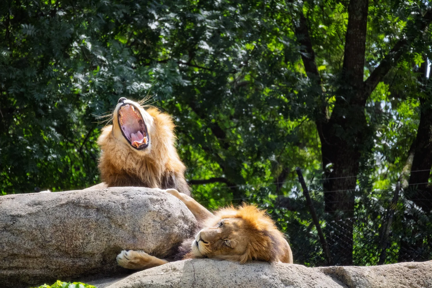 Lions wildlife by Kleiko Vision