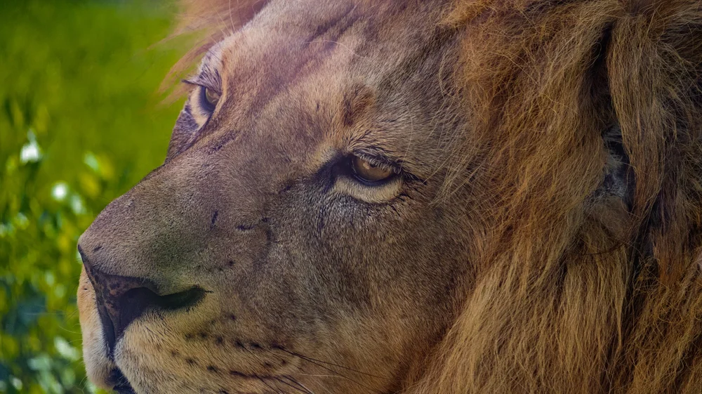Lion portrait