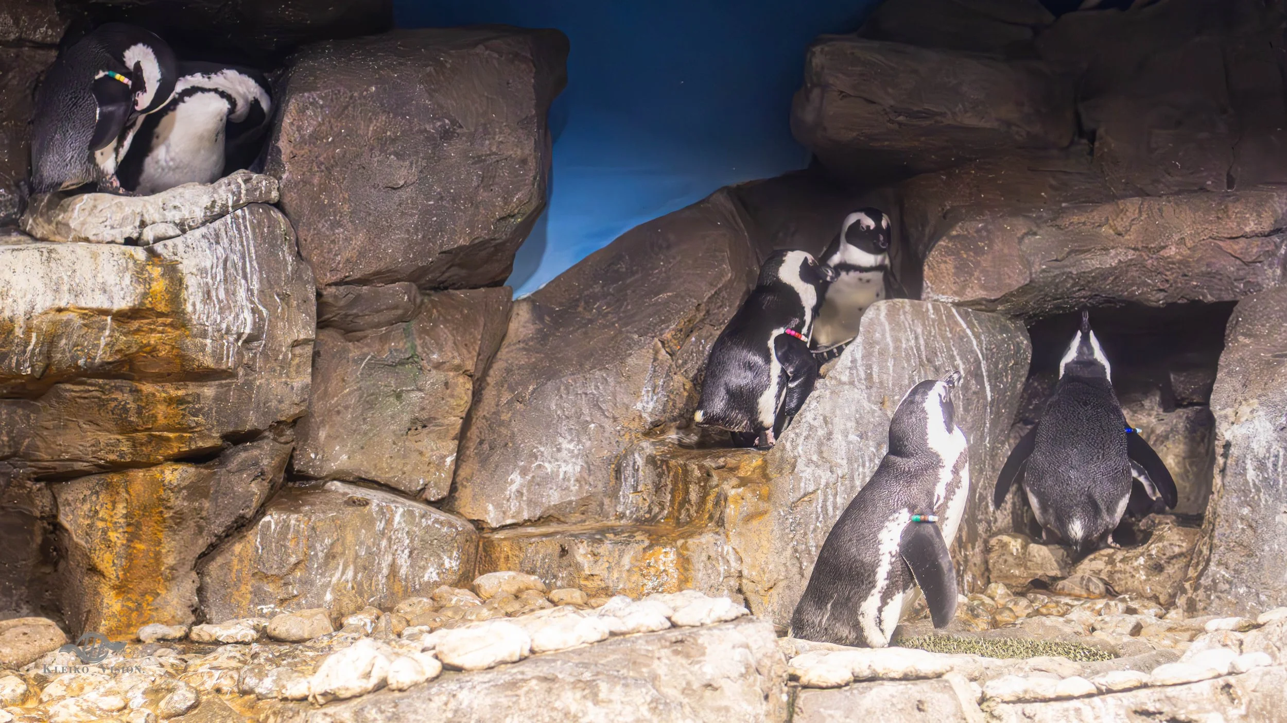 African penguins perched among rocks inside an aquarium habitat