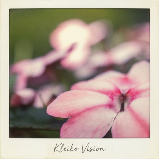 Vintage Polaroid-style photo of a pink flower, signed Kleiko Vision
