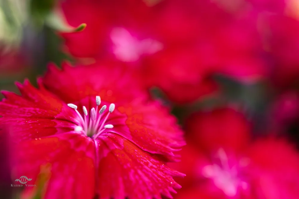 Nature & Flowers
