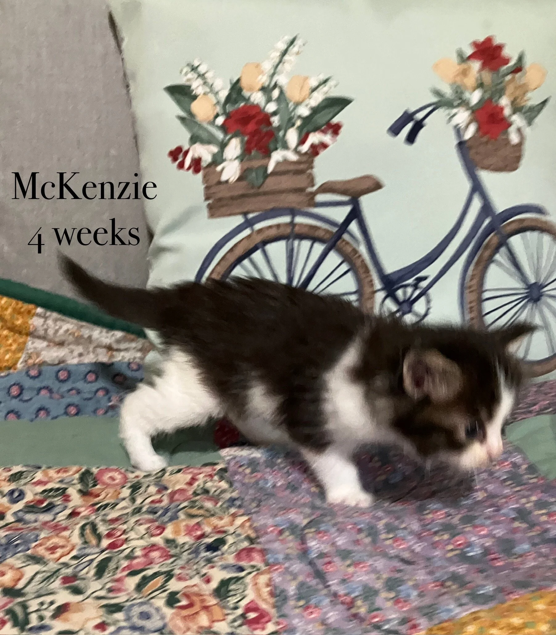 Brown Patched Tabby and White Maine Coon kitten walking on a bed