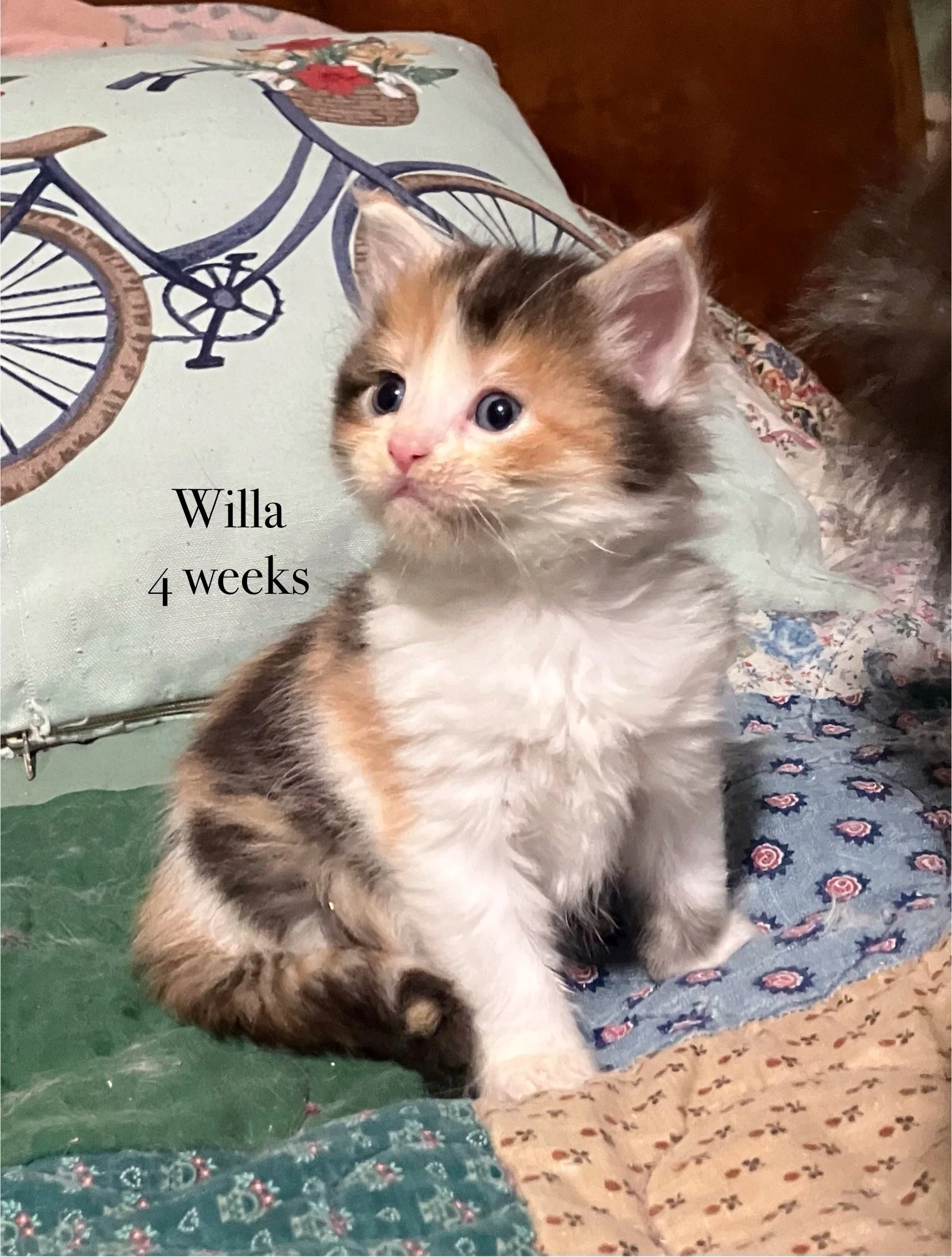 Brown Patched Tabby and White Maine Coon kitten sitting on a bed