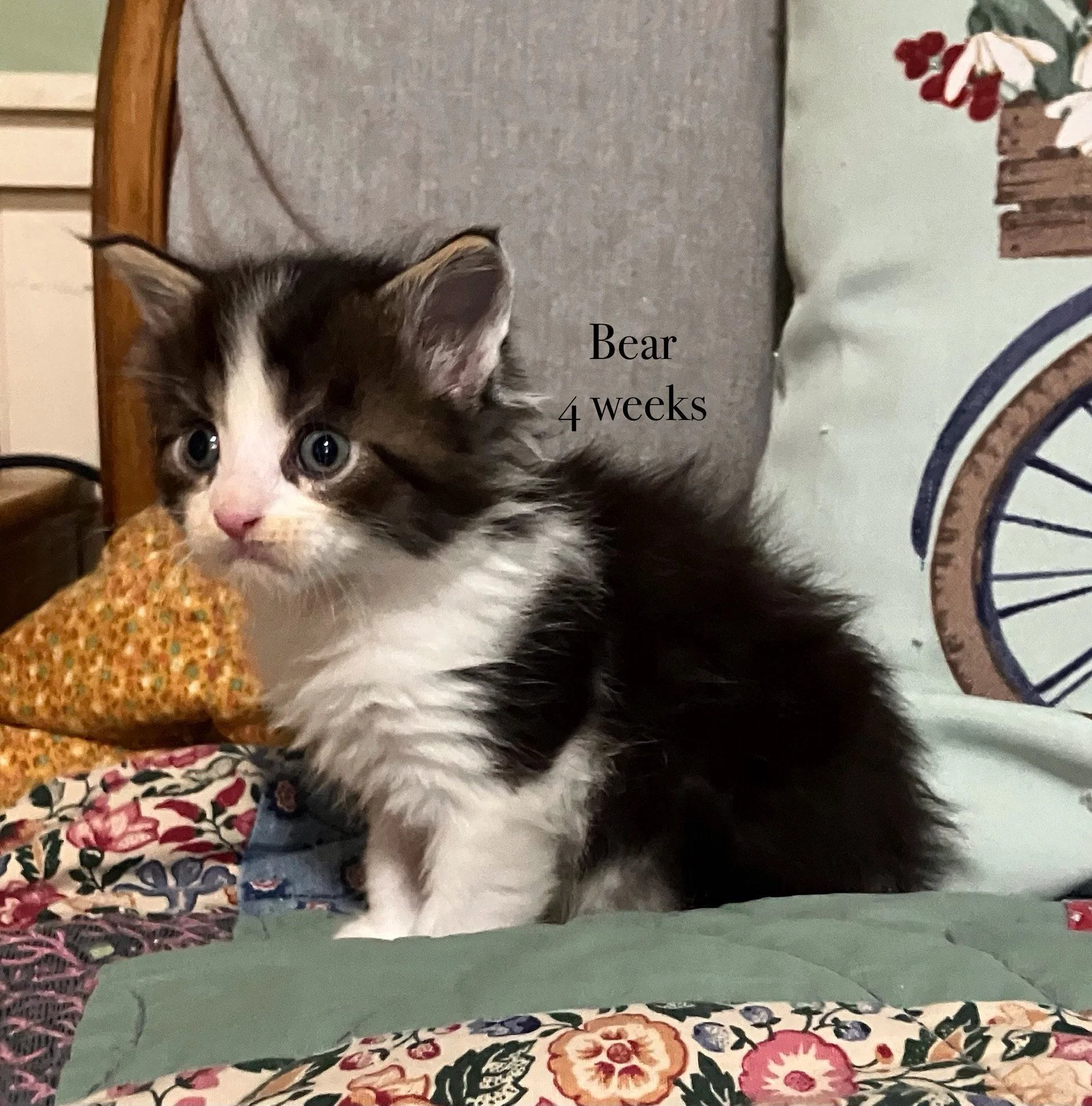 Brown Tabby and White Maine Coon kitten sitting on a bed
