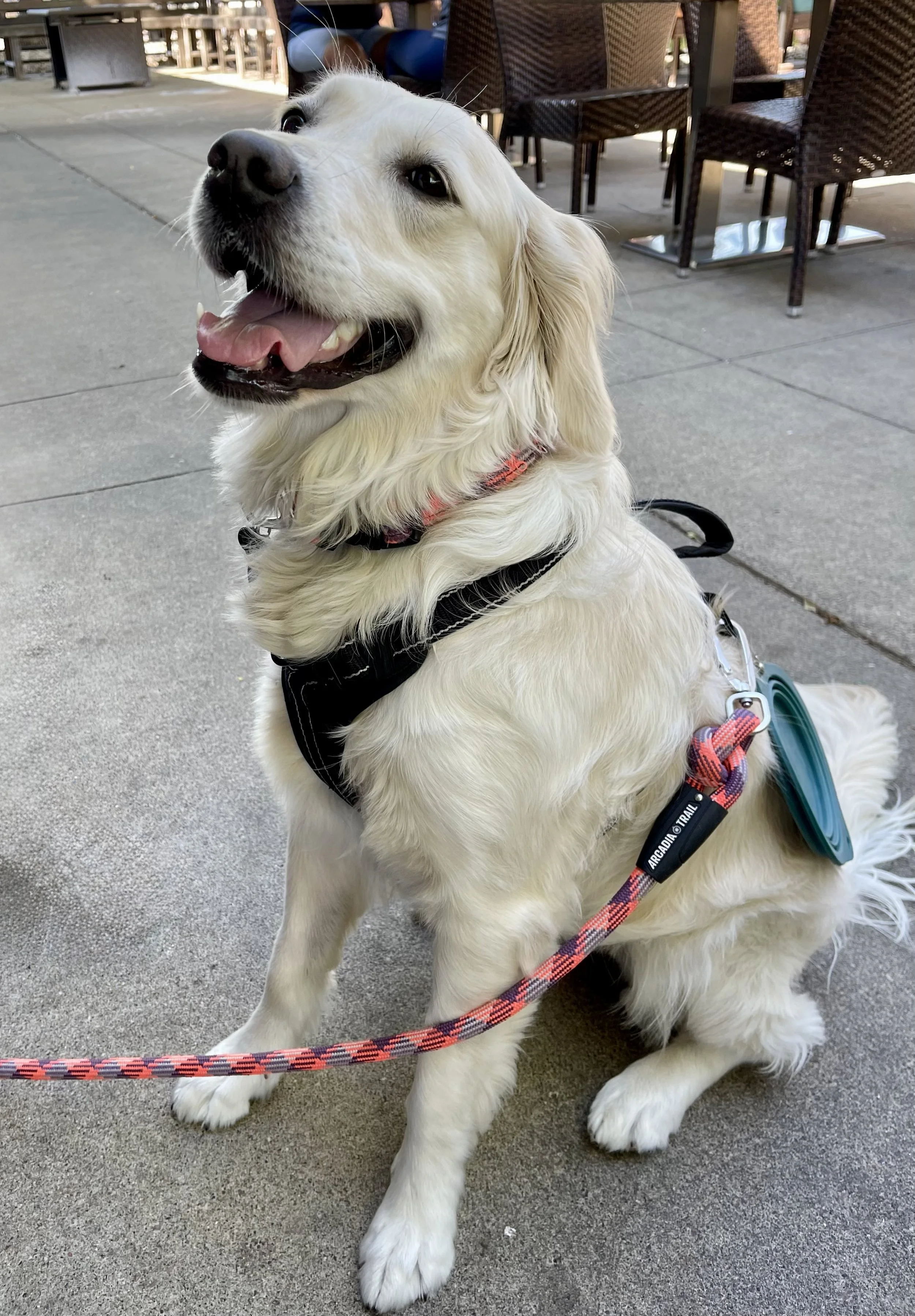 A smiling Golden Retriever wearing a harness and leash, sitting on concrete outside a café with tables and chairs.