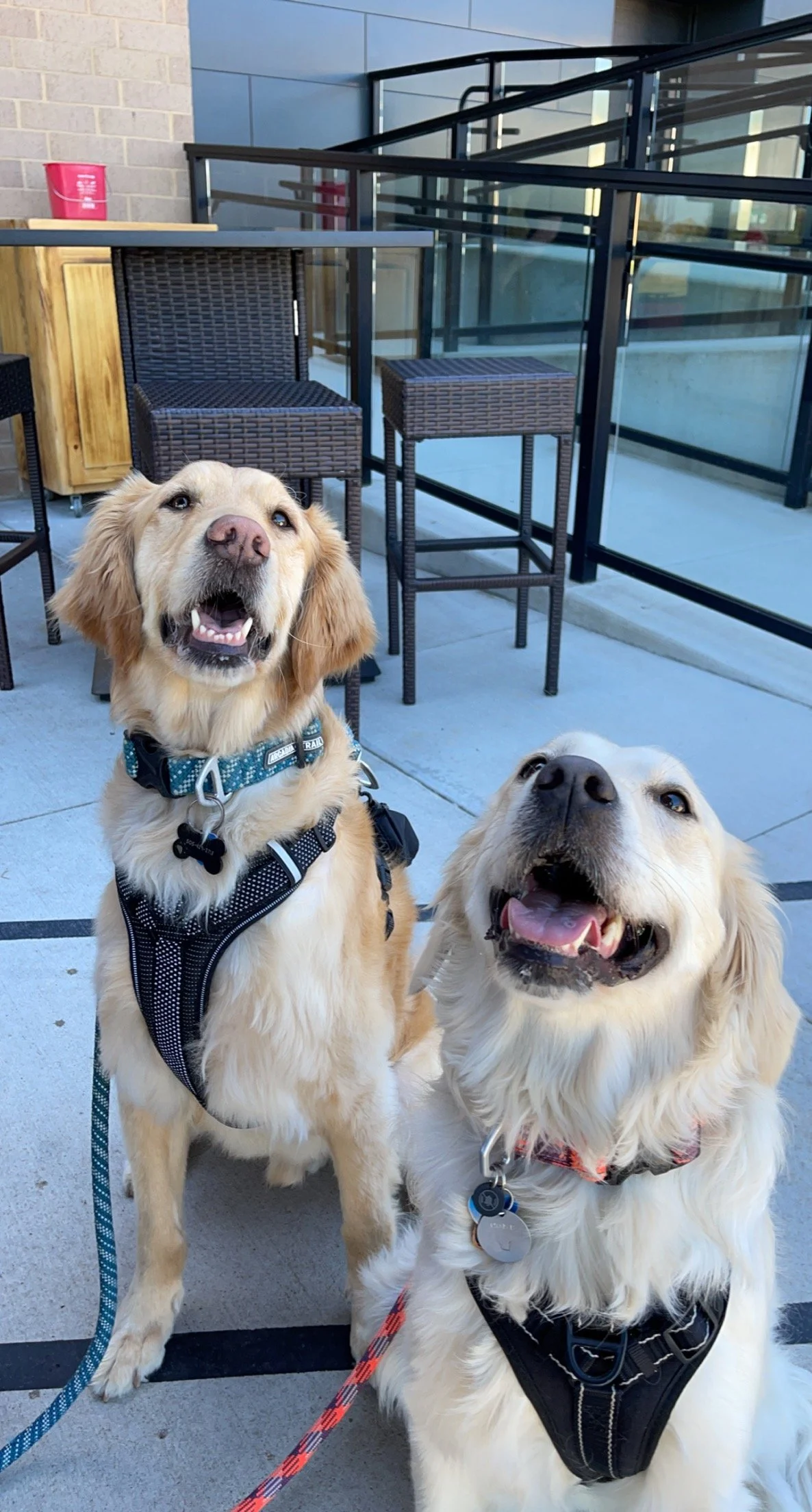 Two golden retriever dogs with happy expressions sitting on a patio with chairs and a glass railing in the background.