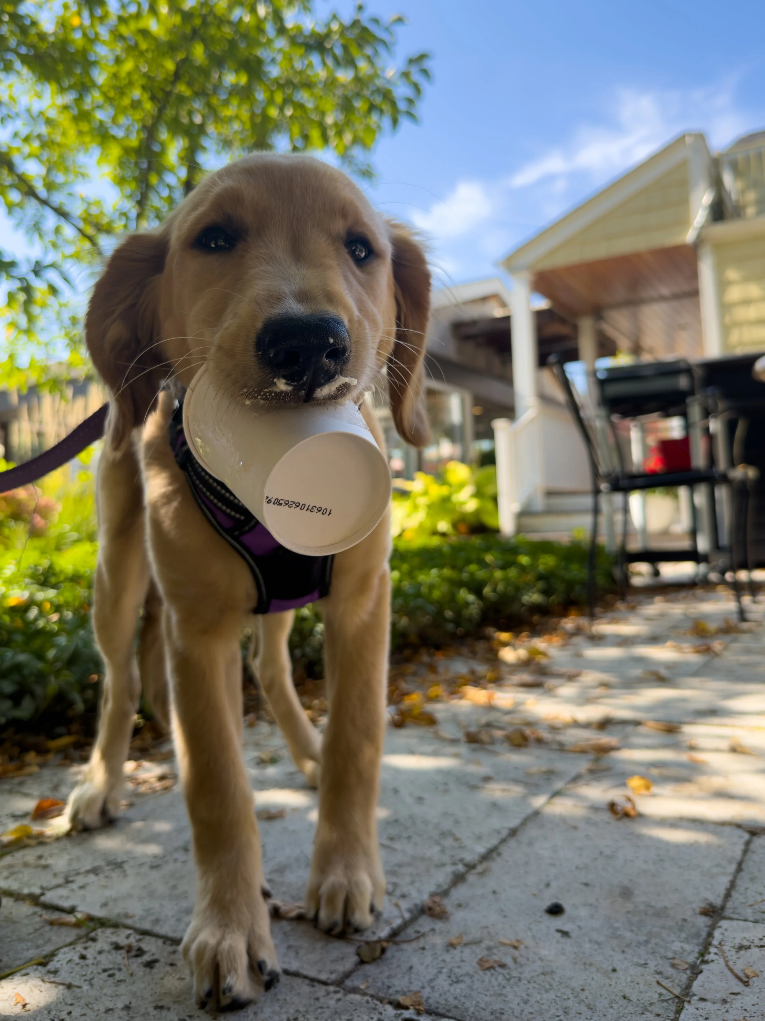 Golden retriever puppy holding a paper cup in its mouth outside on a sunny day.
