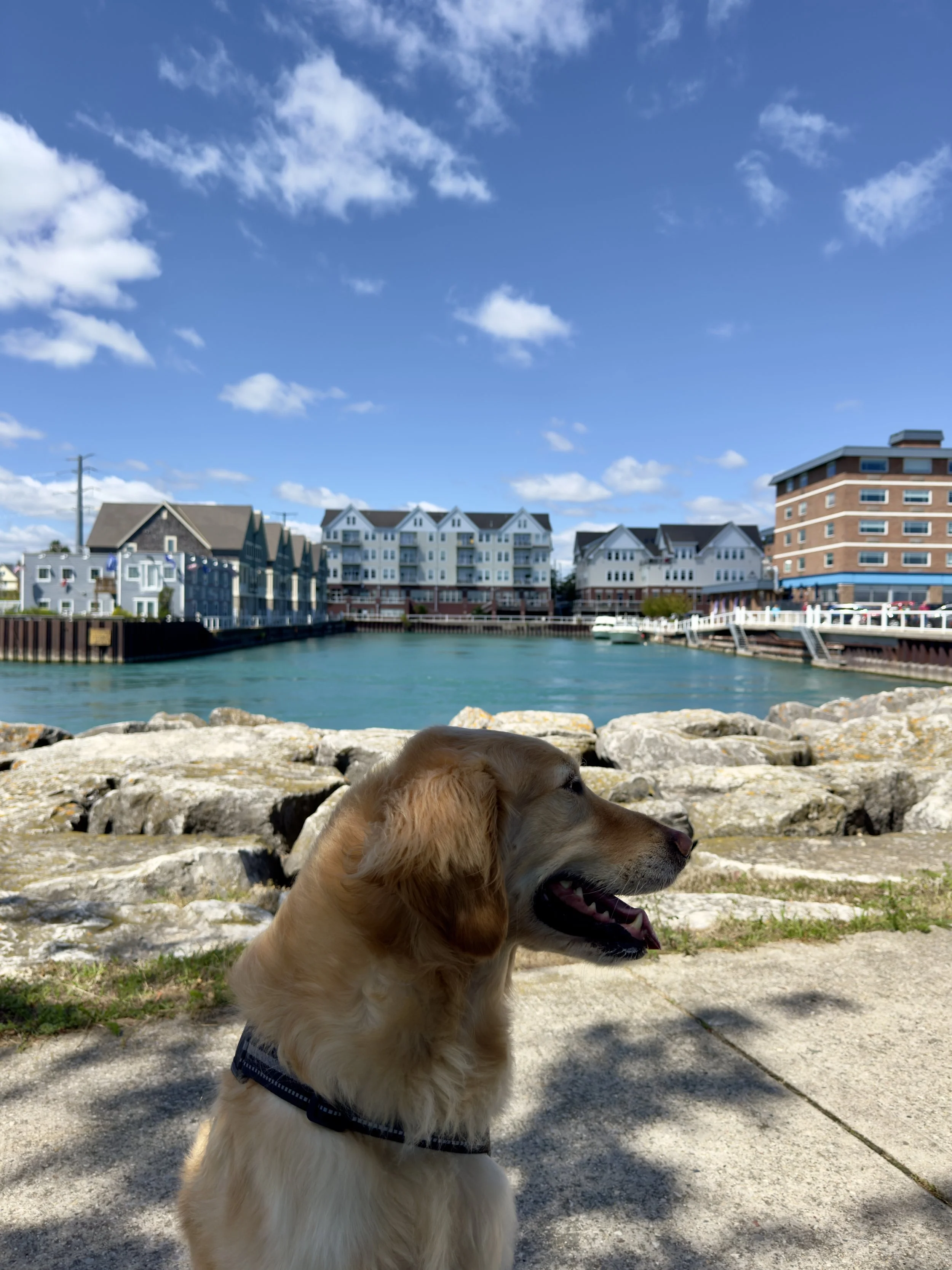 Golden retriever dog sitting on sidewalk near water with houses and buildings in the background under a partly cloudy blue sky.
