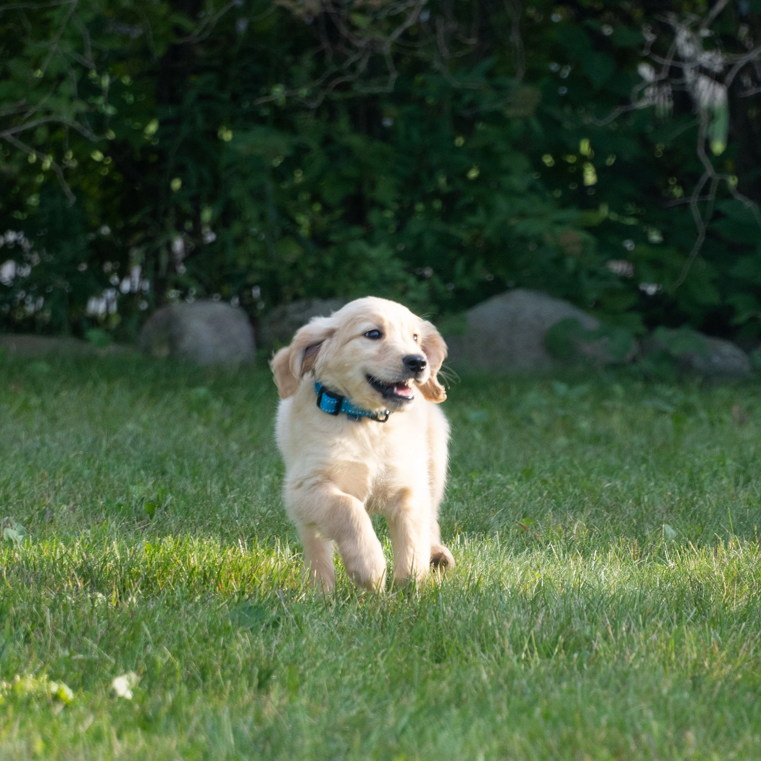 A joyful Golden Retriever puppy with a blue collar running on a grassy lawn with trees and rocks in the background.