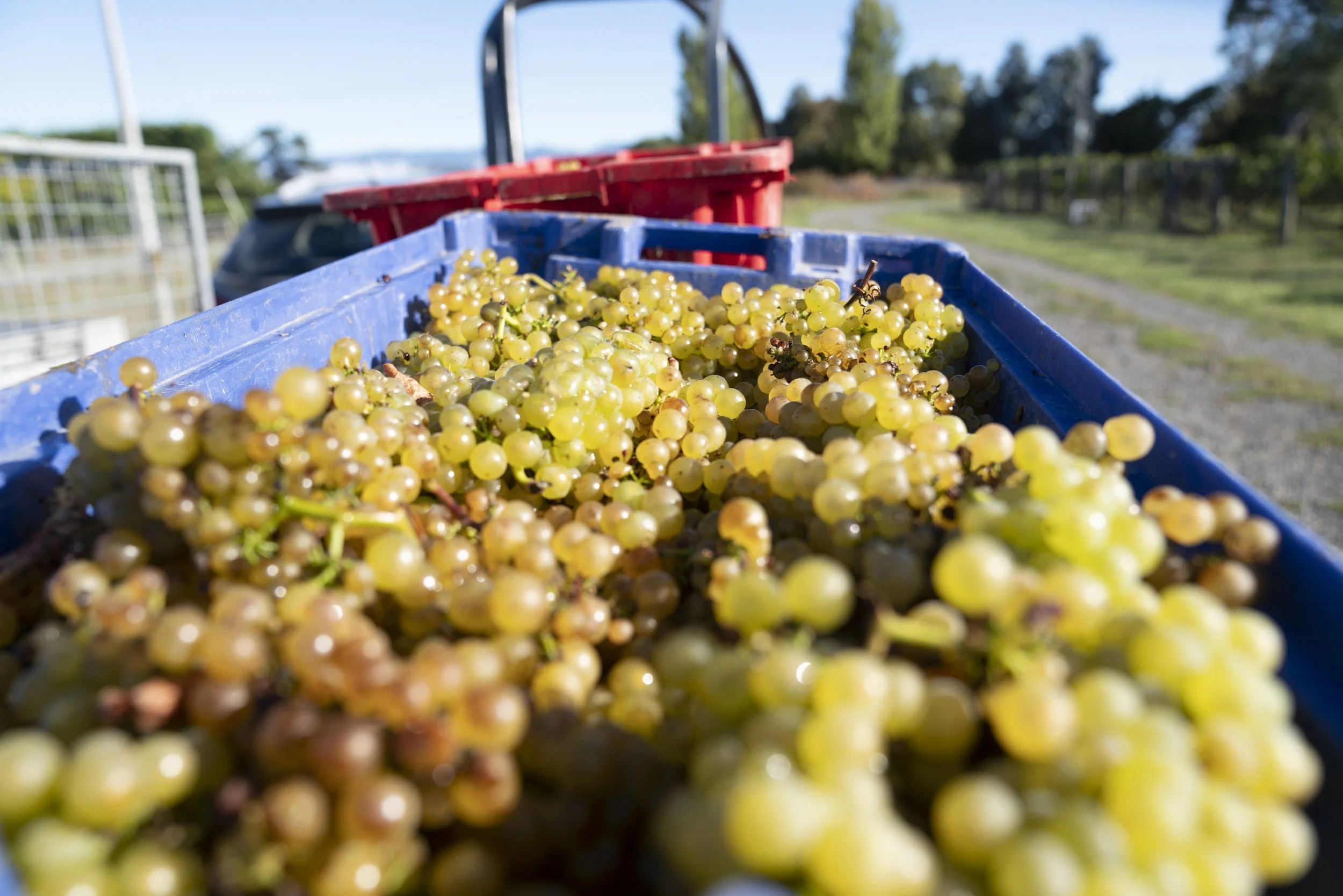 Close-up of a blue container filled with freshly picked green grapes, outdoors on a sunny day.