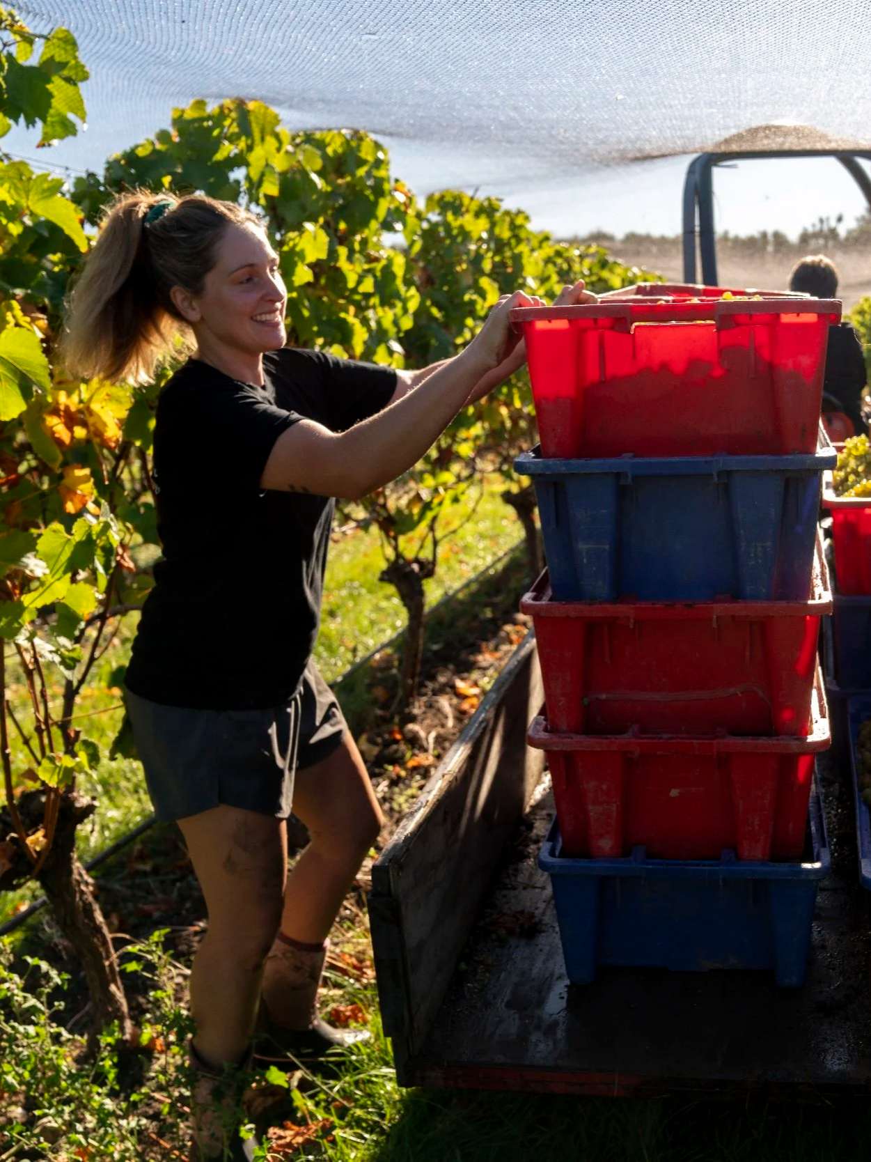 A woman in a black shirt and shorts harvesting grapes in a vineyard, stacking red and blue plastic containers on a cart, with grapevines and a sunny sky in the background.
