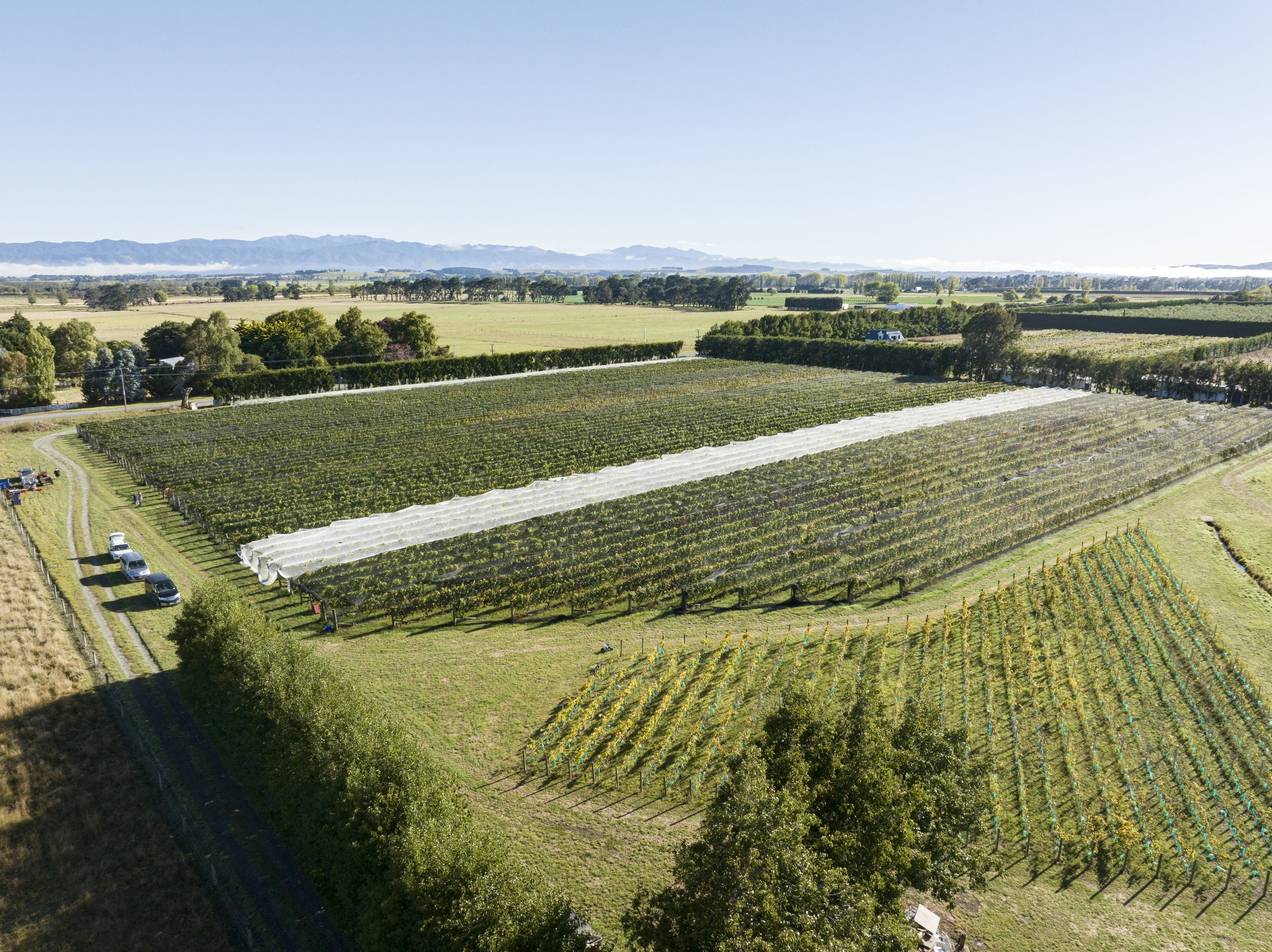 Aerial view of a vineyard with neatly aligned rows of grapevines, some covered with white protective netting, surrounded by green trees and rolling fields, with mountains in the distance under a clear blue sky.