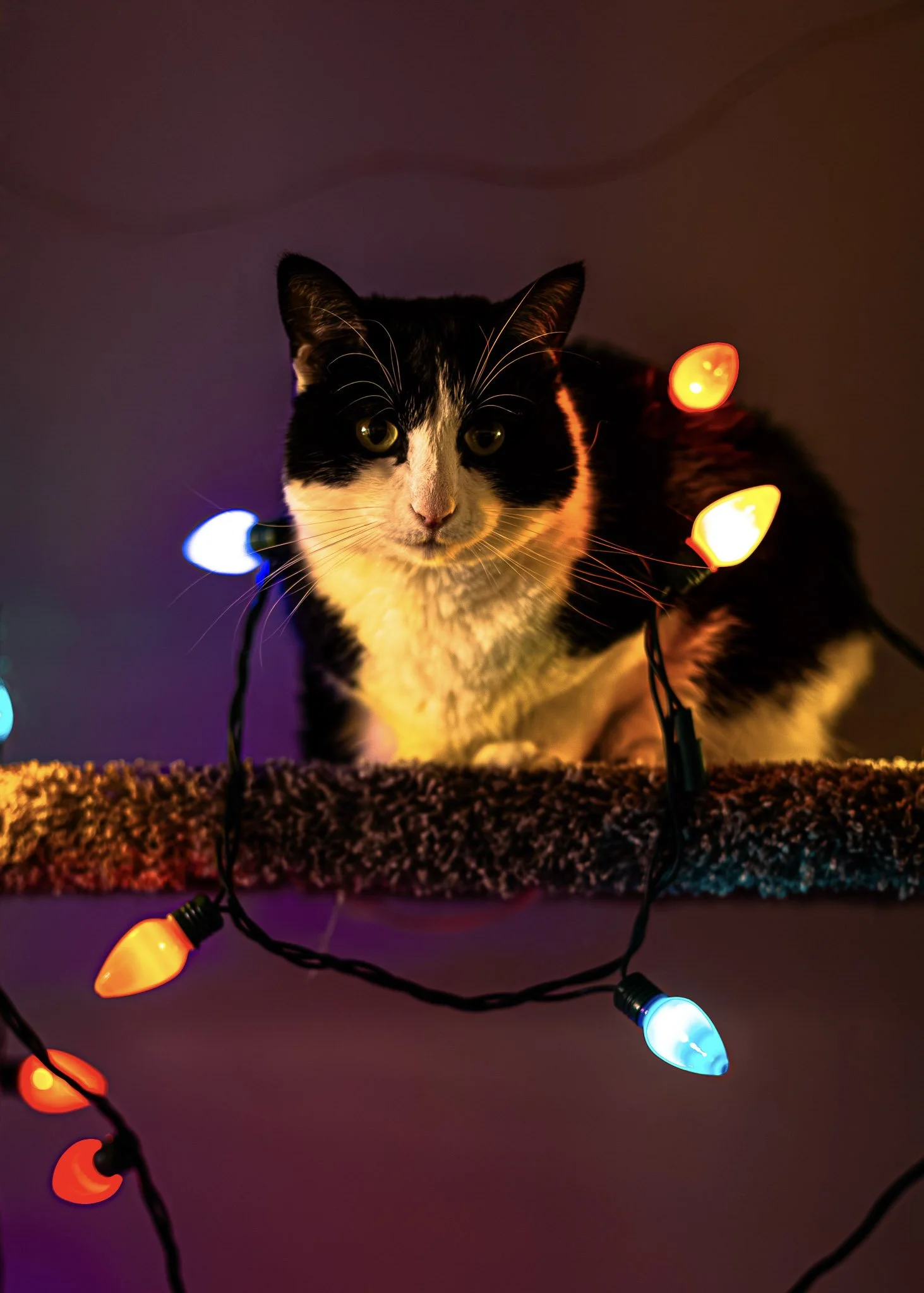 xmas-6506.jpg