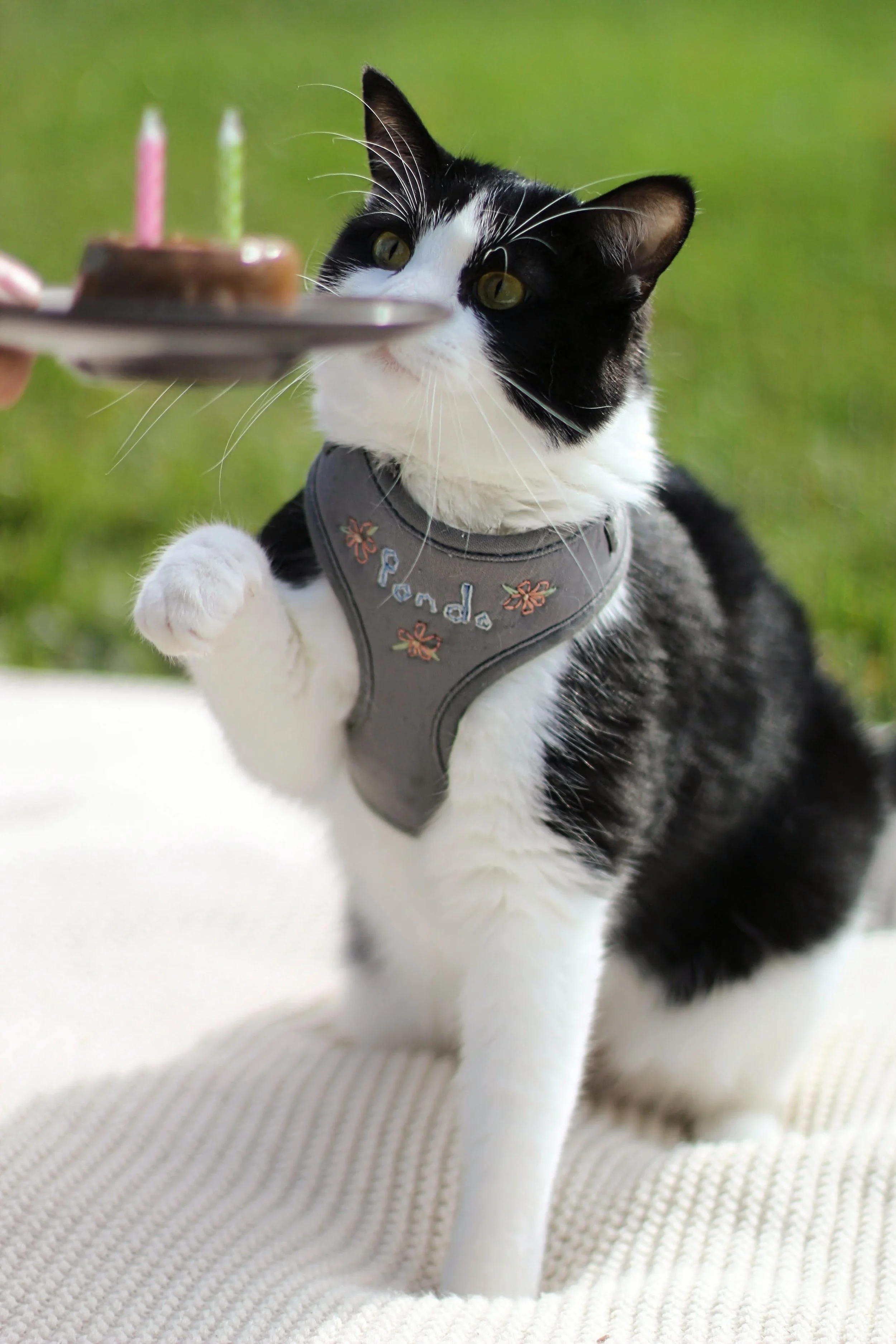 A black and white cat wearing a gray harness with embroidered flowers and the name 'Panda' is reaching out to a plate with a small chocolate cake and pink and green candles, outdoors on a white surface with a grassy background.