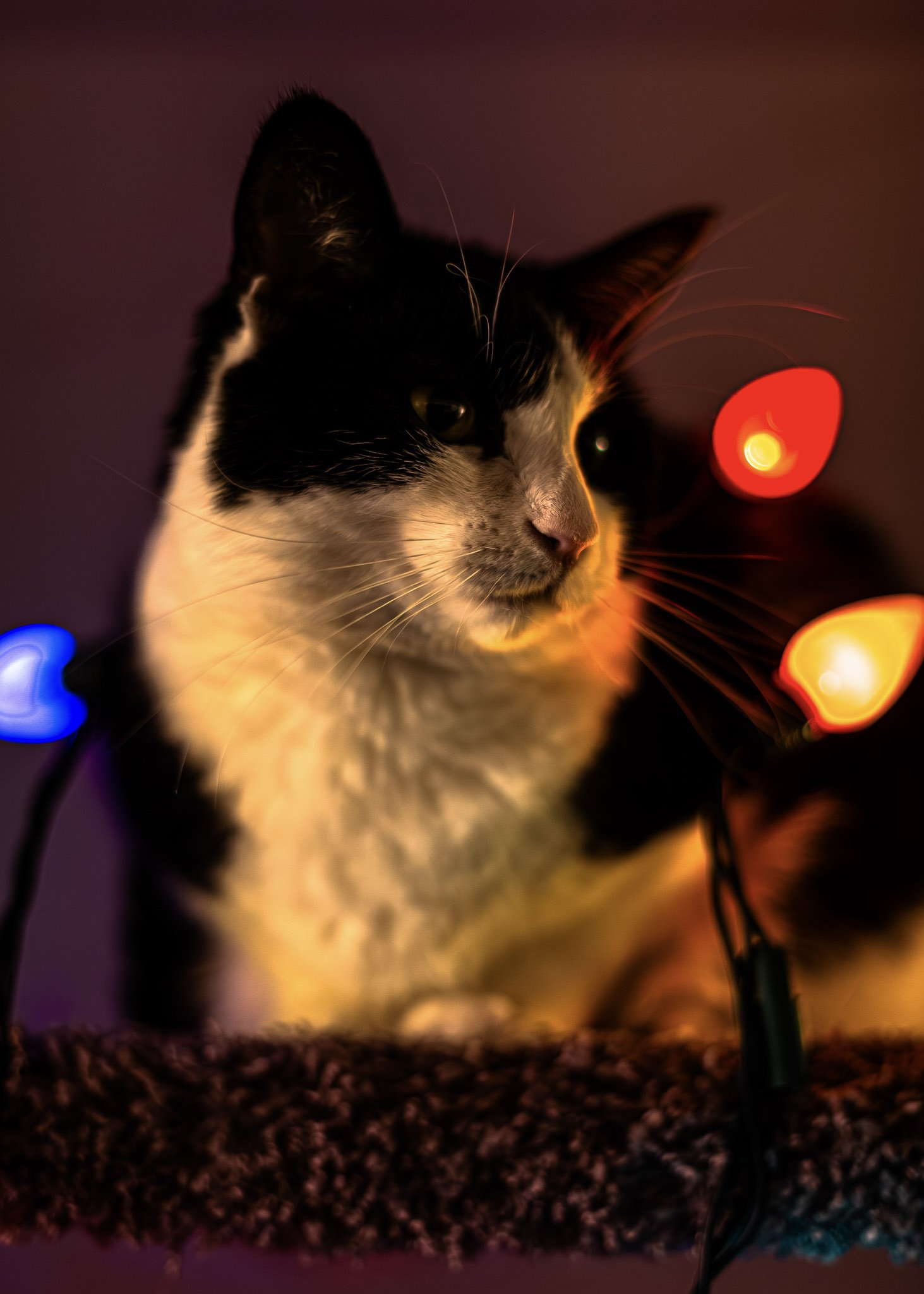 xmas-6522.jpg