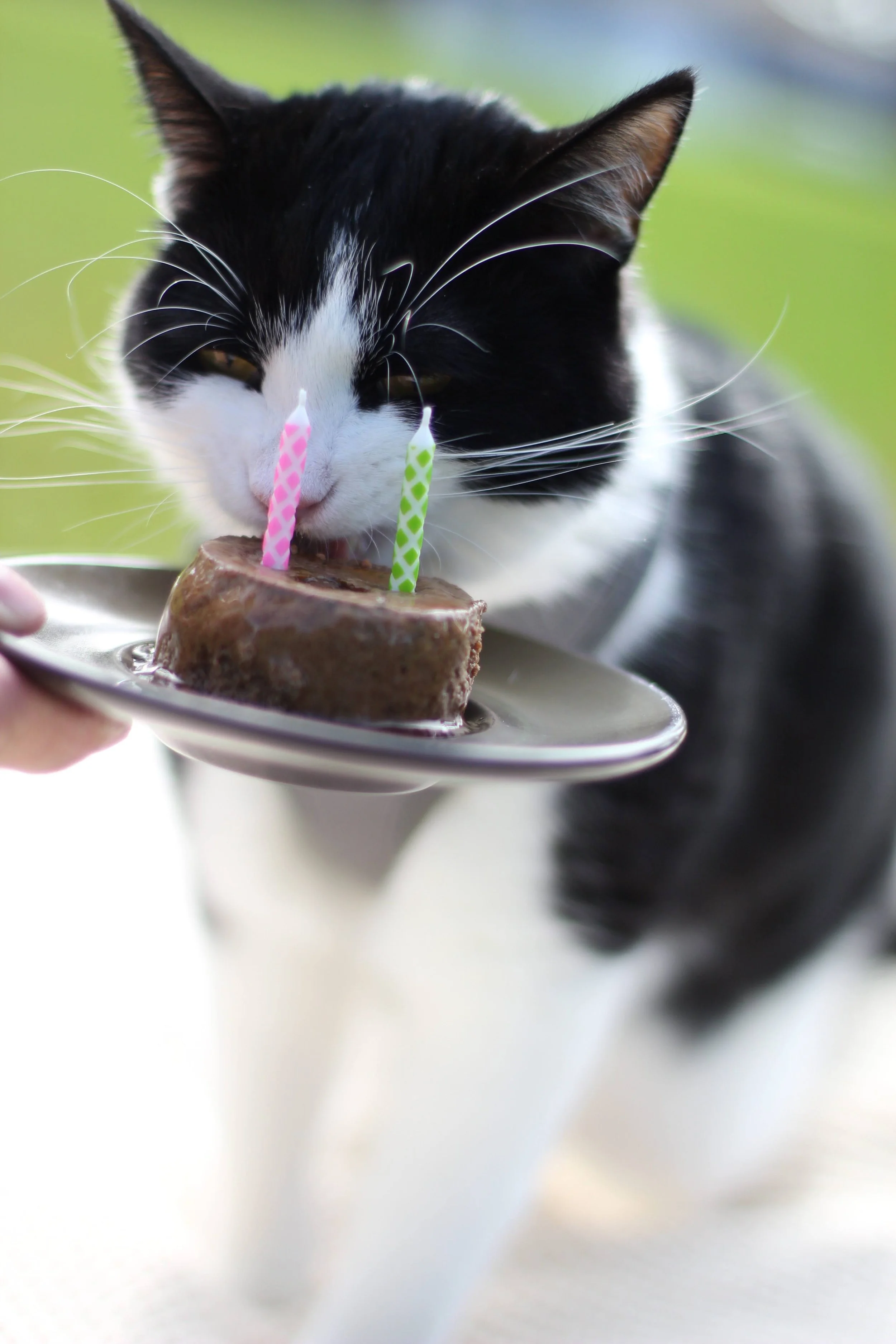 Black and white cat licking a small cake with two pink and green birthday candles.