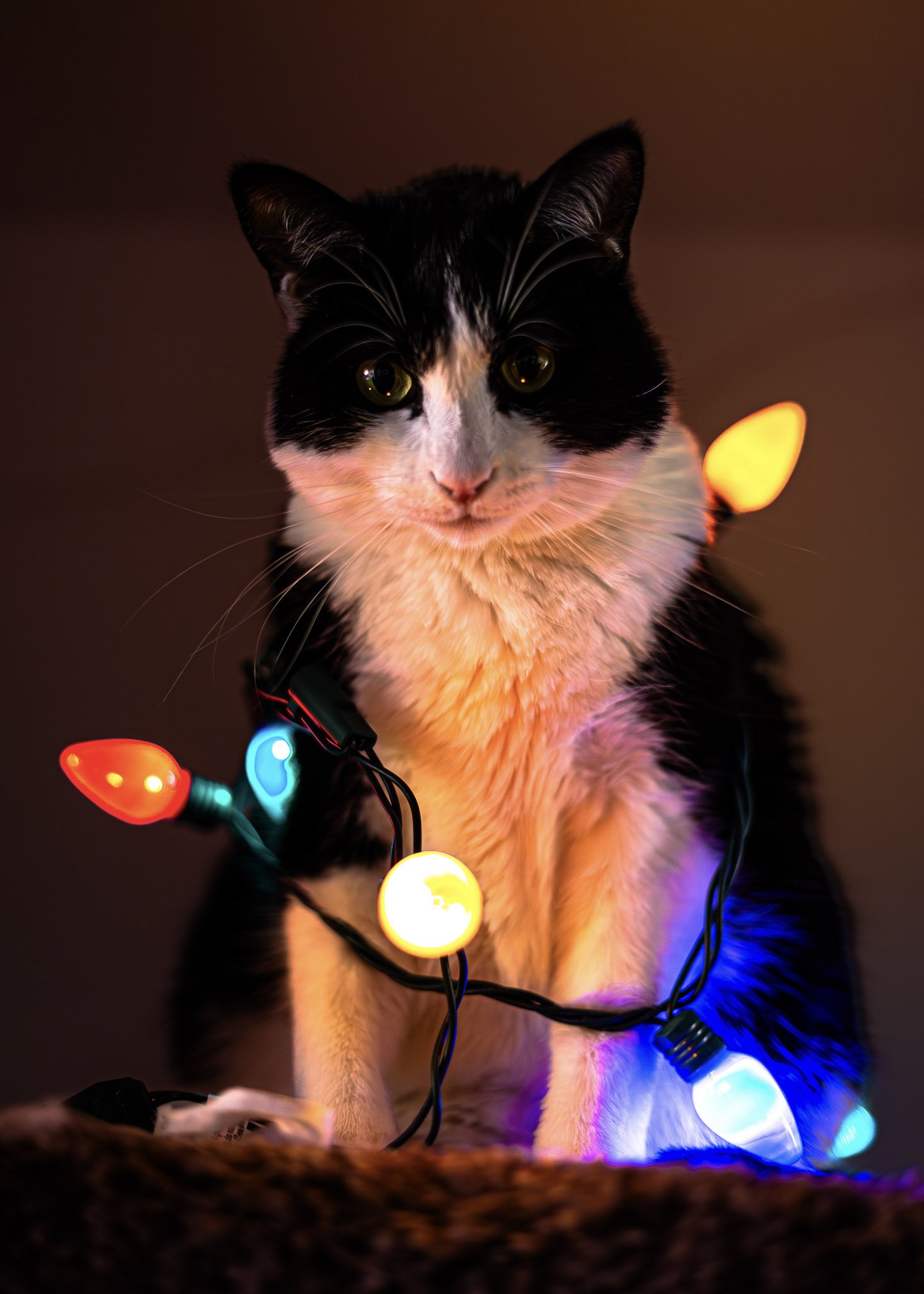 xmas-6569.jpg