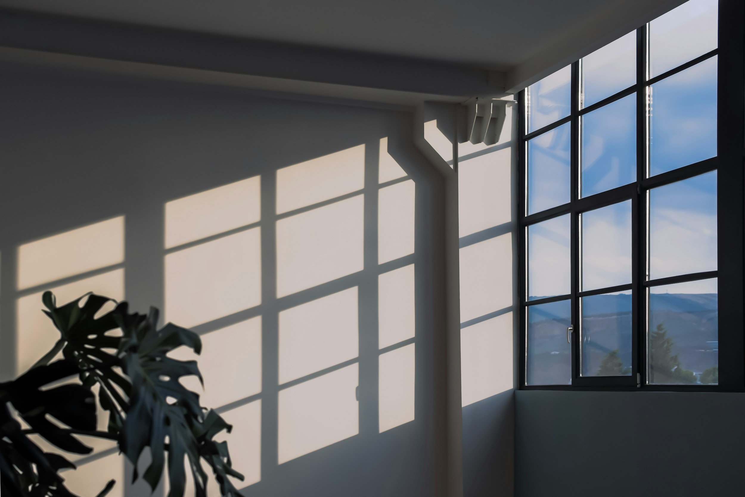 Sunlight streaming through large grid windows, casting shadows on a white wall in an interior space, with a plant in the foreground.