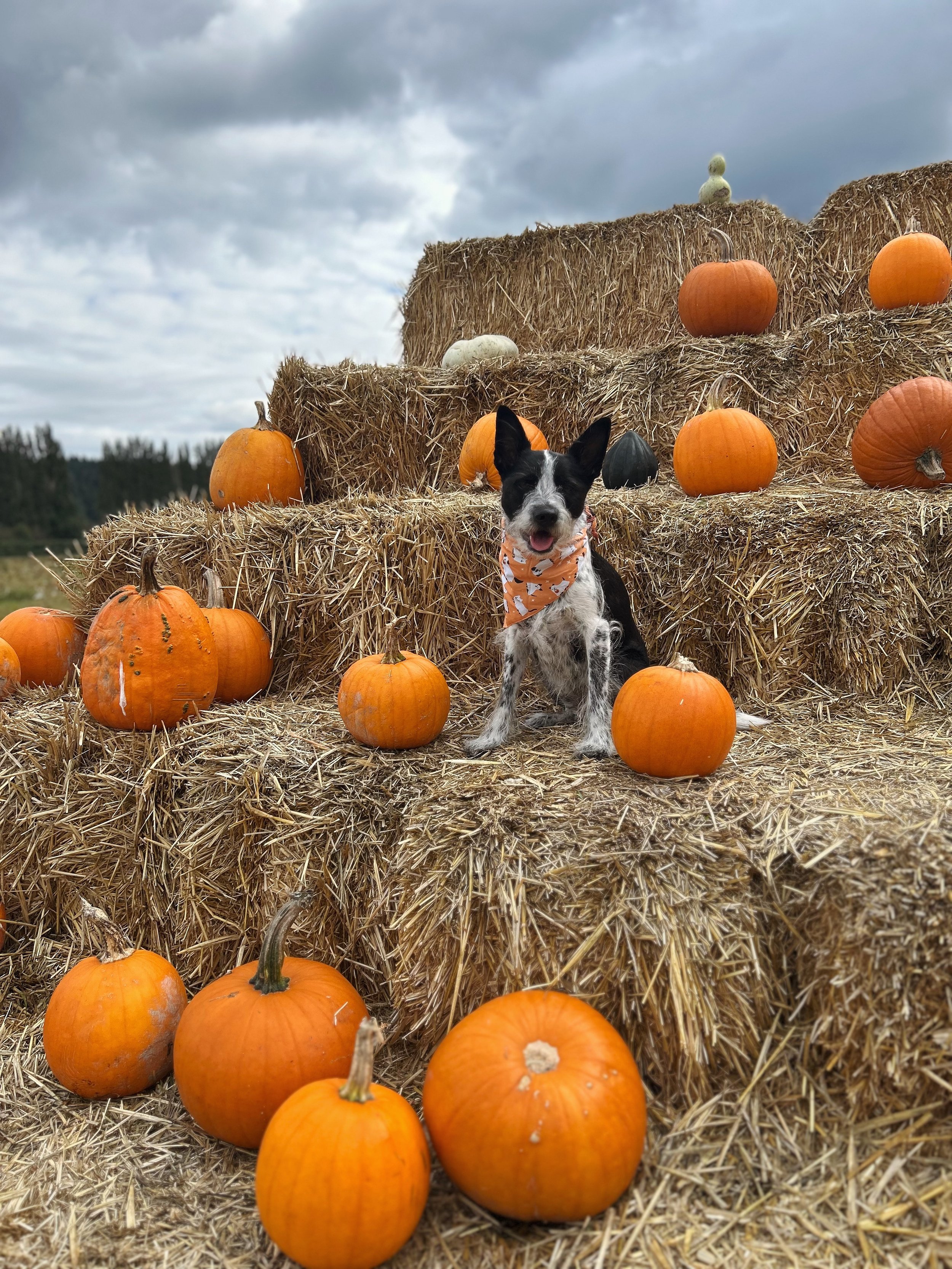 A black and white dog wearing an orange bandana with white pumpkins and orange pumpkins on hay bales outdoors with a cloudy sky.