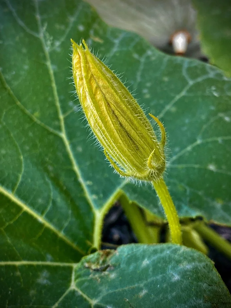WebIMG_0301.jpg