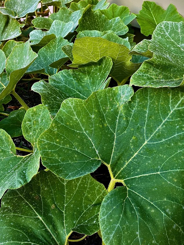 WebIMG_0304.jpg