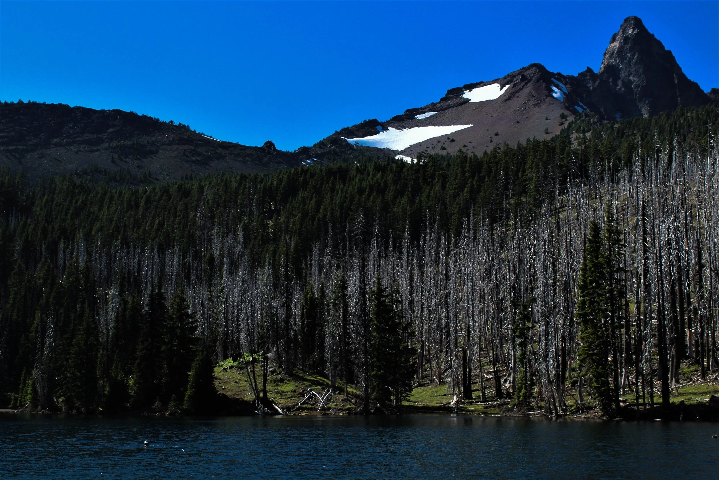 Mt. Washington Wilderness, Oregon 7.21.17