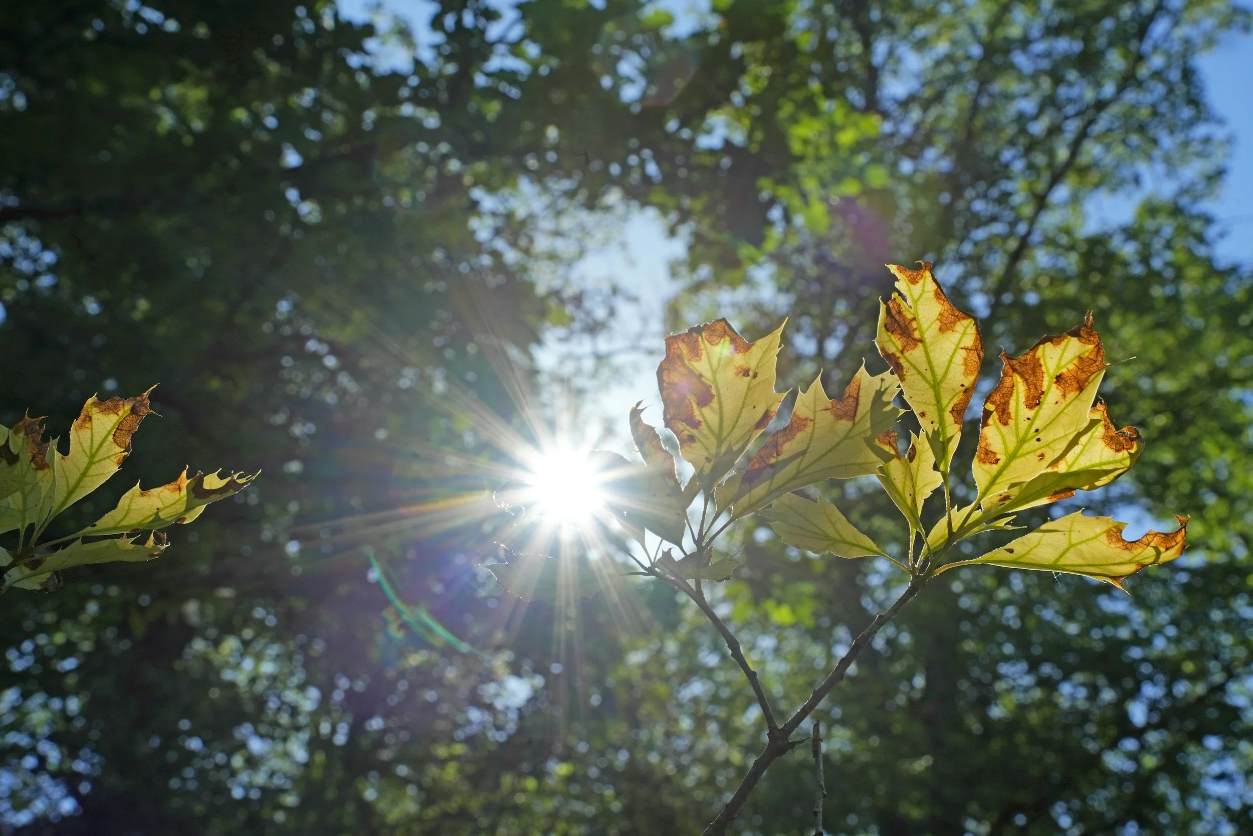 Sunlight filtering through green leaves on a tree branch with some leaves turning brown, viewed from below.