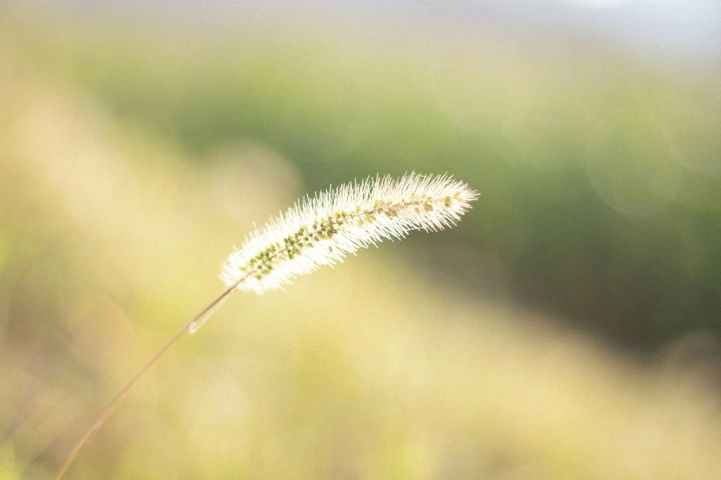 Close-up of a delicate, fuzzy grass seed head with a soft, blurred green and beige background.