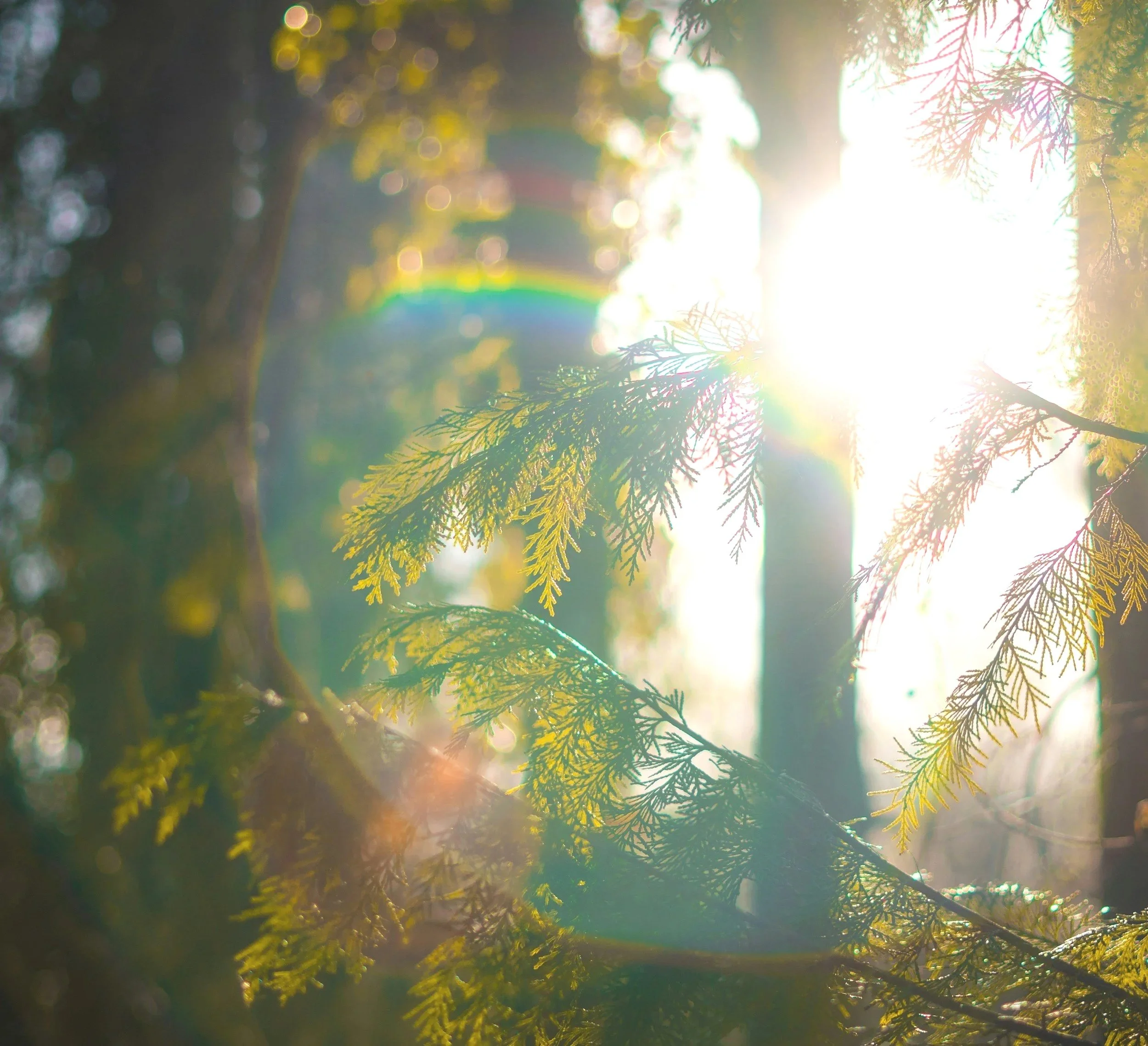 Sunlight filtering through the branches of a pine tree in a forest