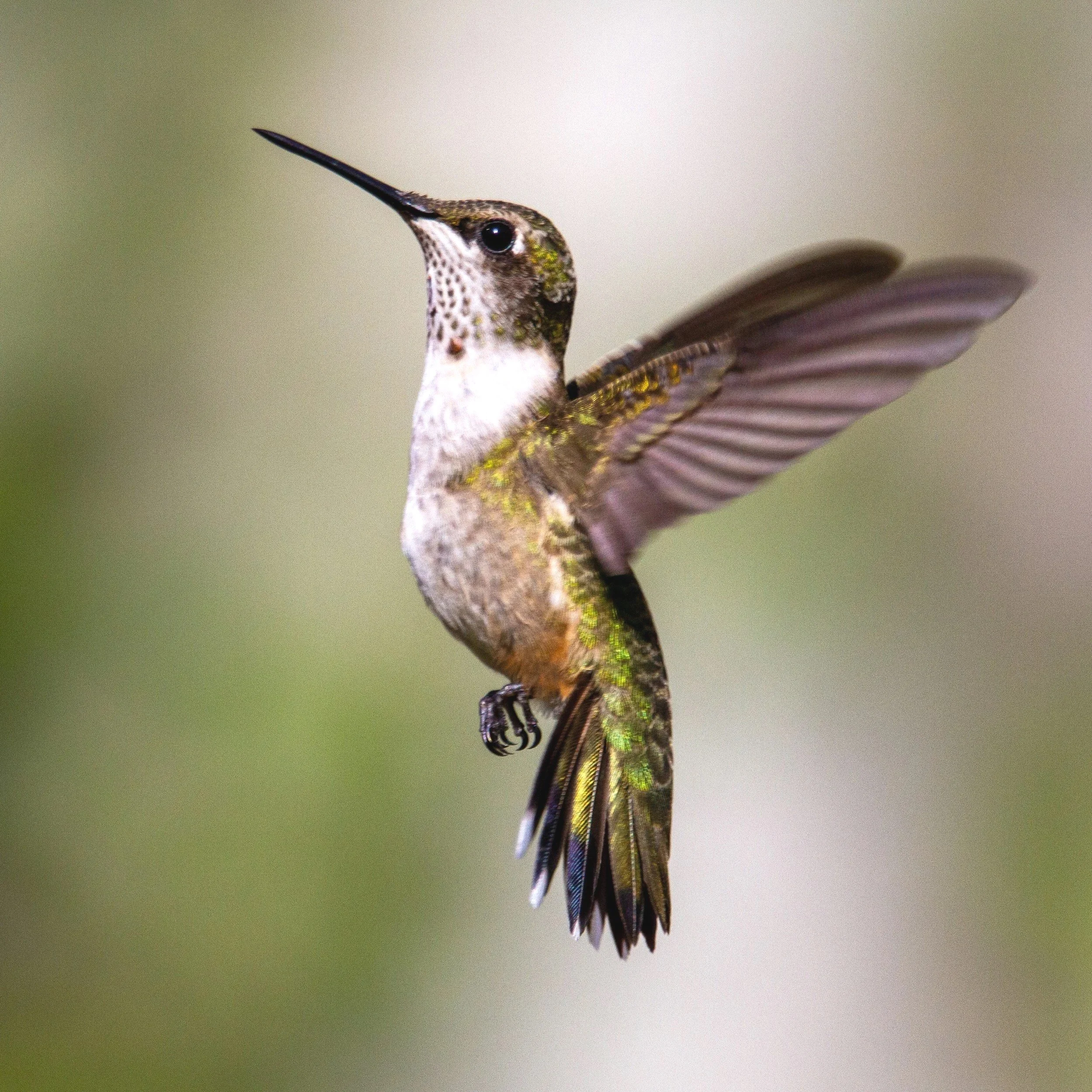Close-up of a hummingbird with iridescent green and brown feathers, wings spread, hanging upside down in mid-air.