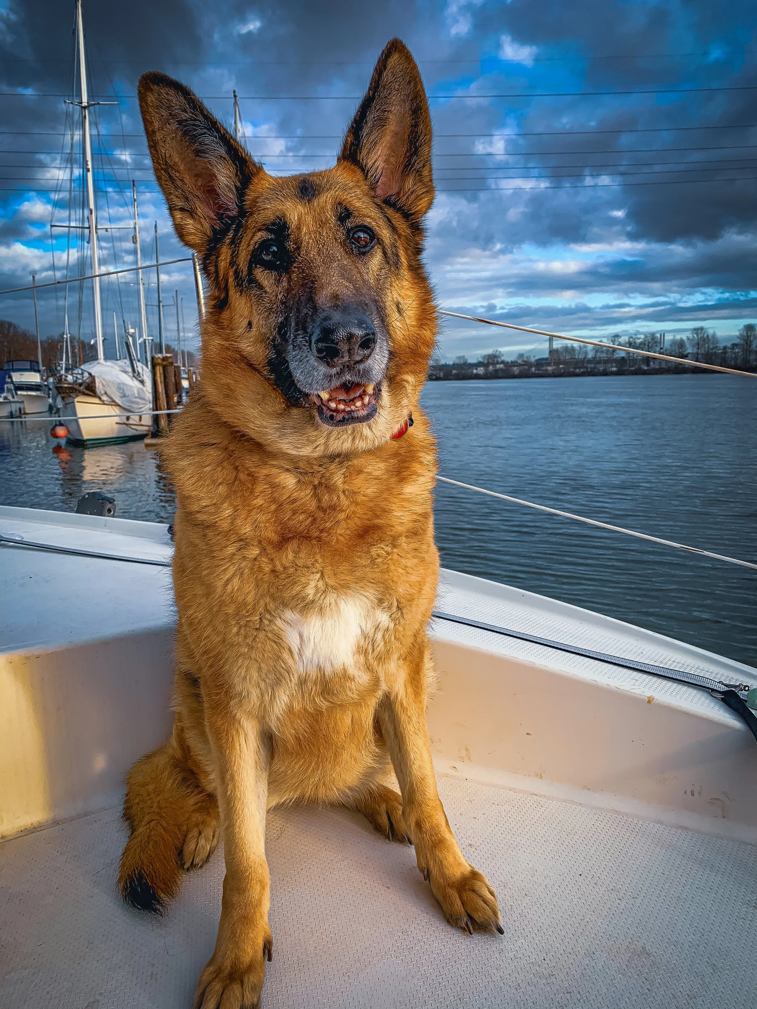 A tan and black german shepherd dog on the deck of a boat.