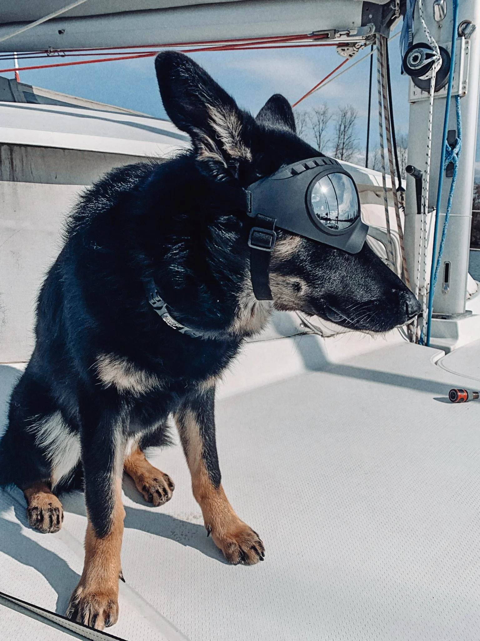 A black german shepherd dog wearing sunglasses on the deck of a boat.