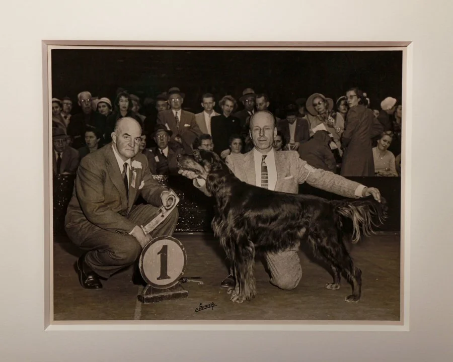 Gordon setter ribbon contest-4.jpg