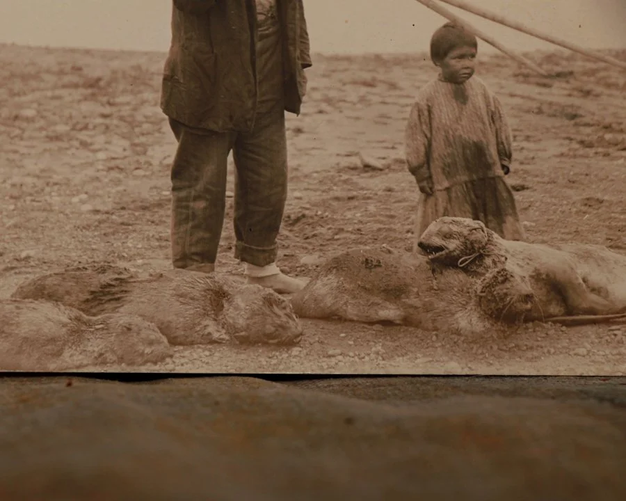 Seal photography-2.jpg