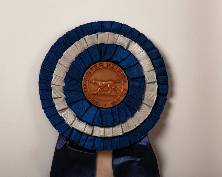 Gordon setter ribbon contest-2.jpg