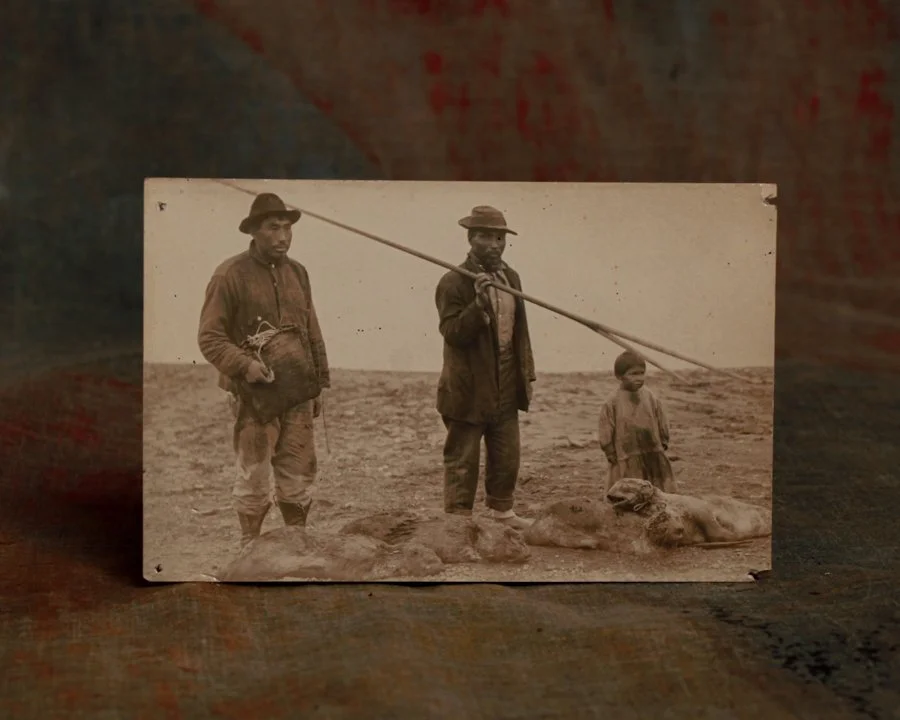 Seal photography.jpg