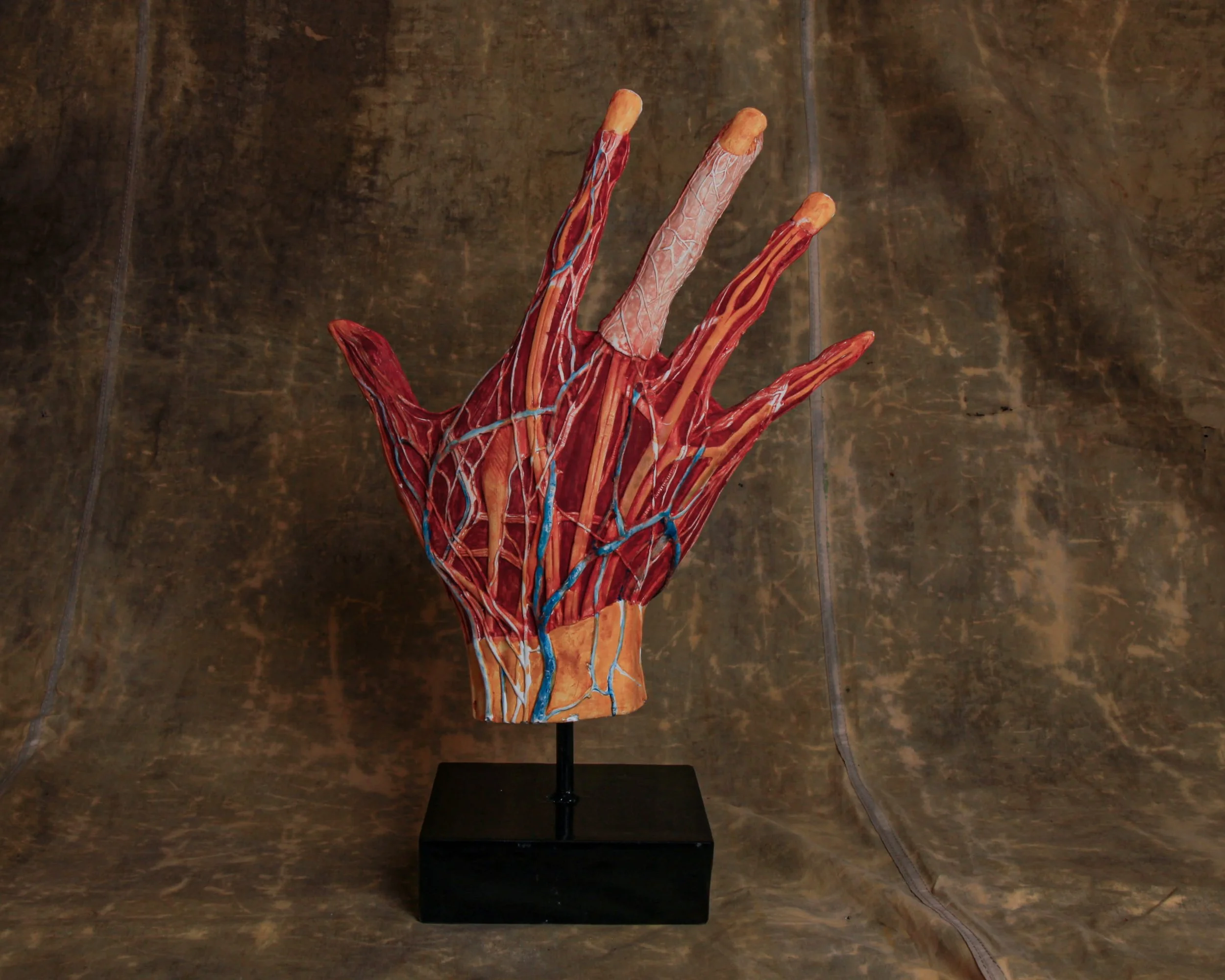 Hand model with veins showing