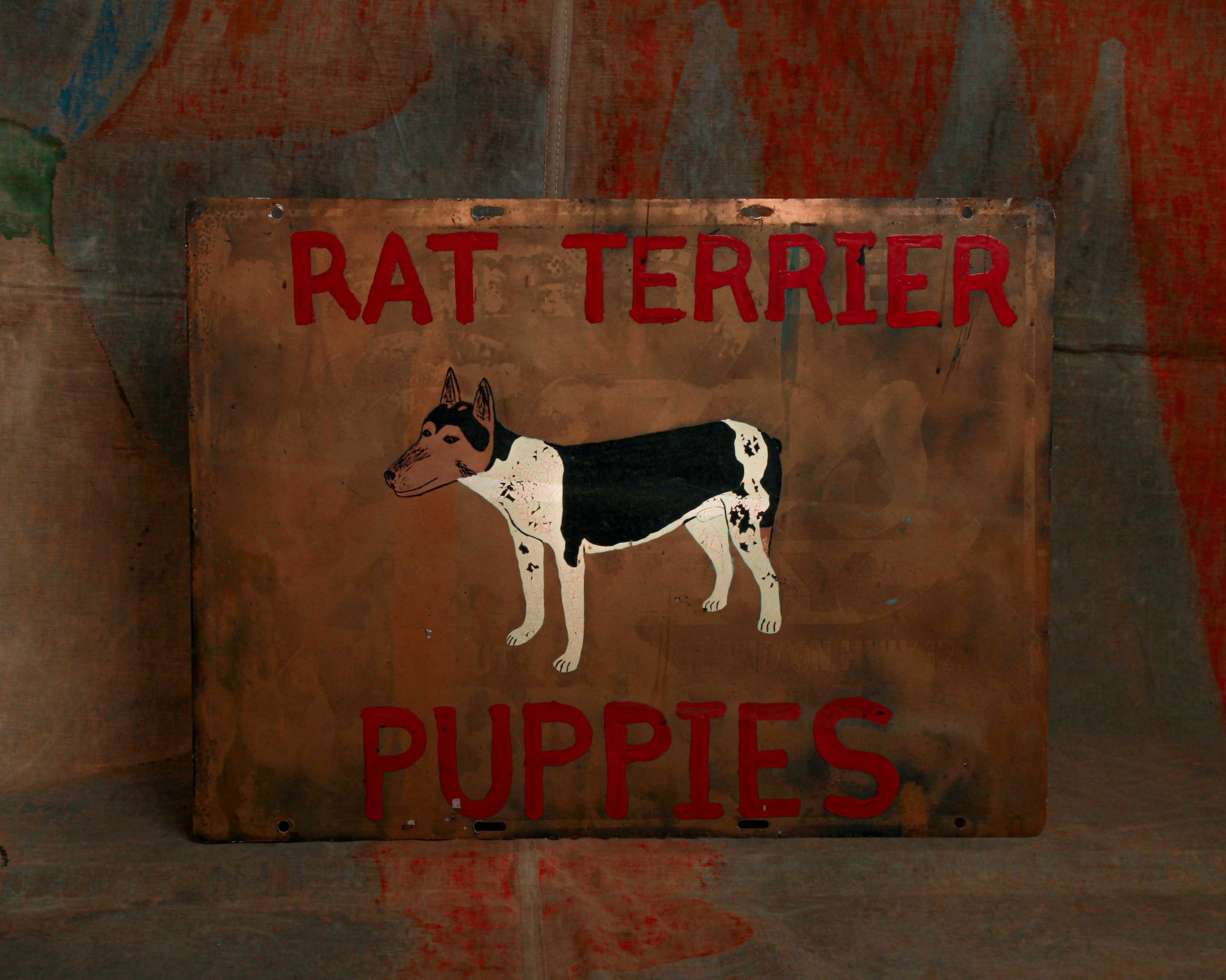 rat-terrier-dog-sign-1.jpg