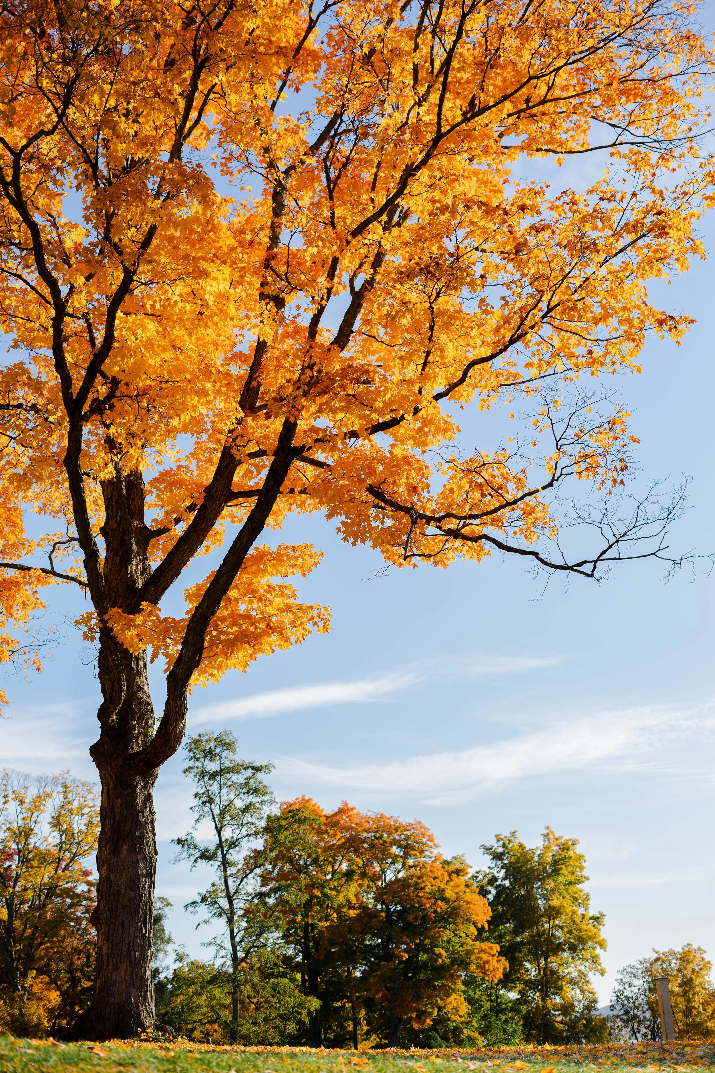 cooperstown22 (15 of 45).JPG