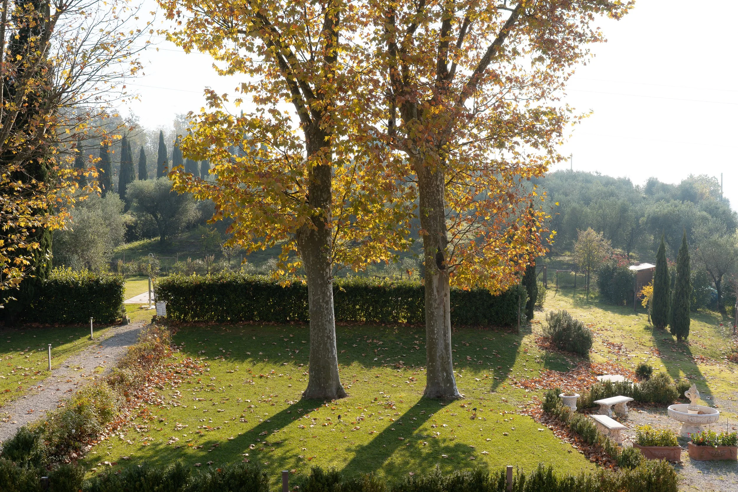 A peaceful garden scene with two large trees with autumn leaves, a green lawn, a gravel path, bushes, other trees, and garden furniture.