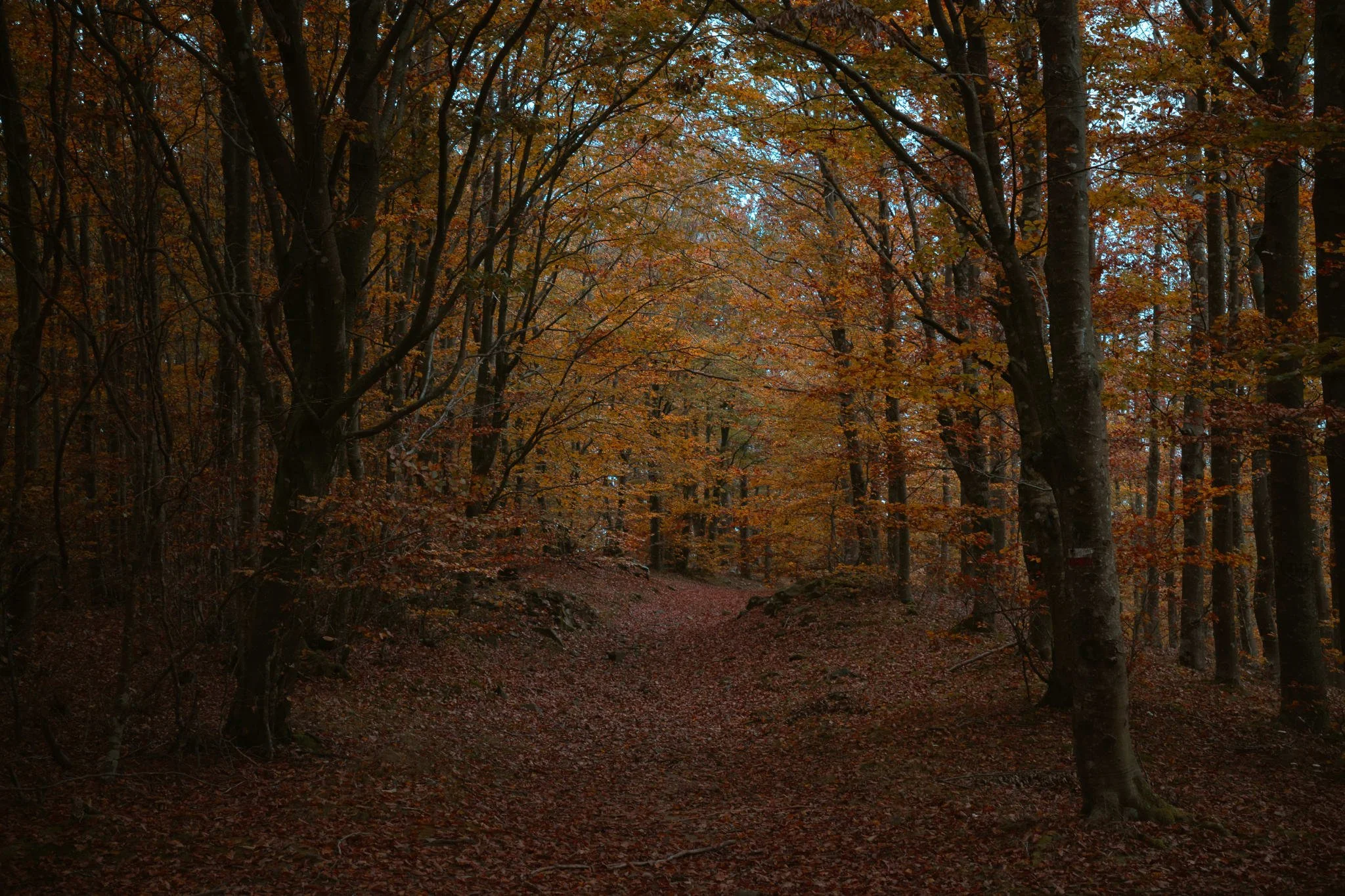 Funghi in Toscana: perché la bassa stagione è il momento perfetto per visitare