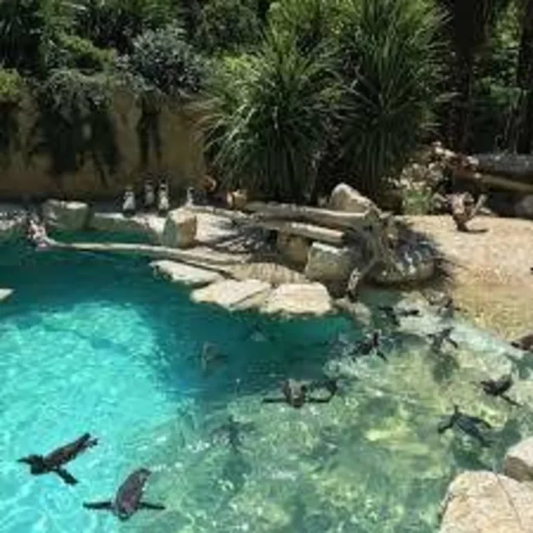 A crocodile resting on rocks near a small swimming pool filled with water and toys, with lush green plants and rocks in the background.
