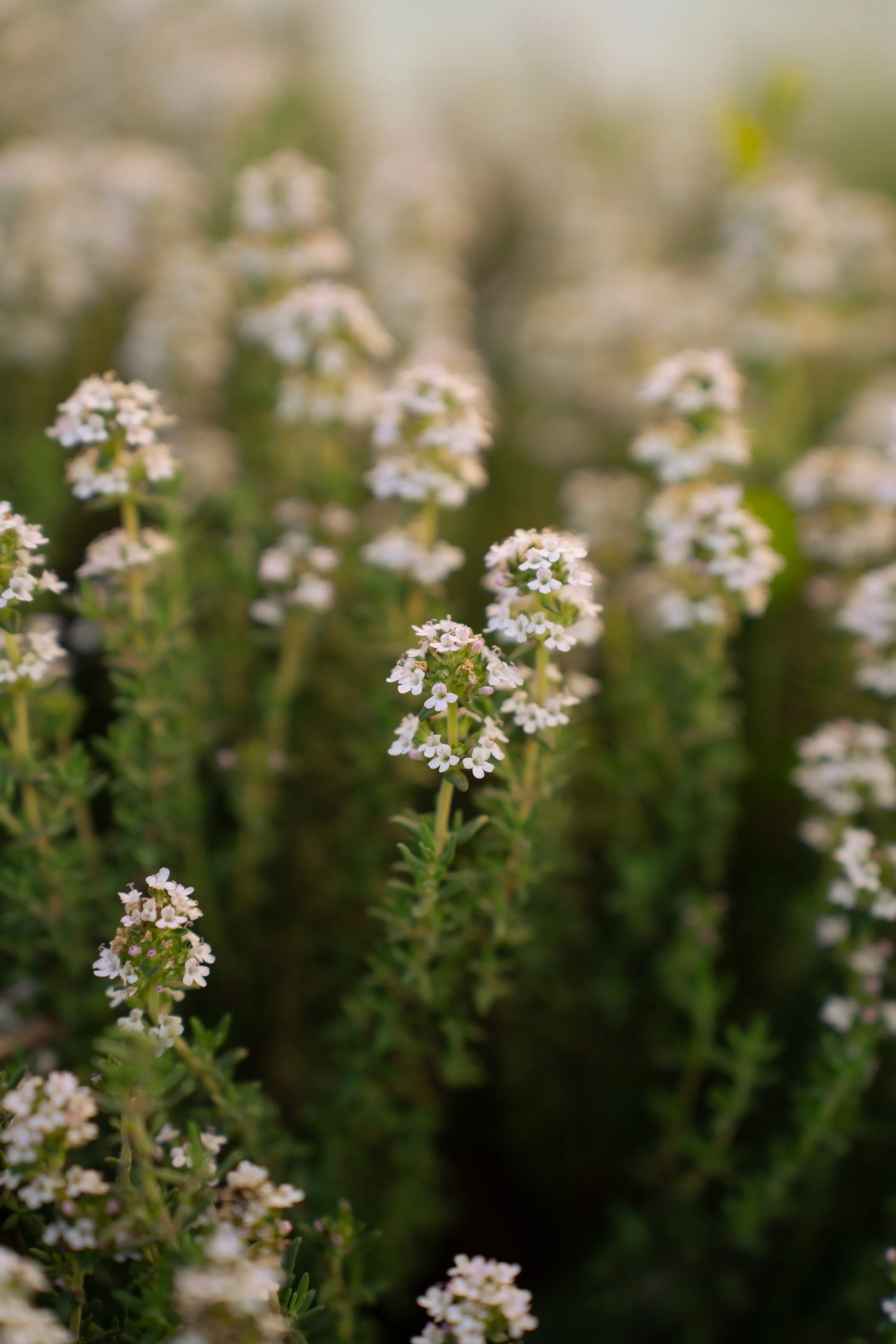 Close-up of small white flowers on green plants in a garden or field.