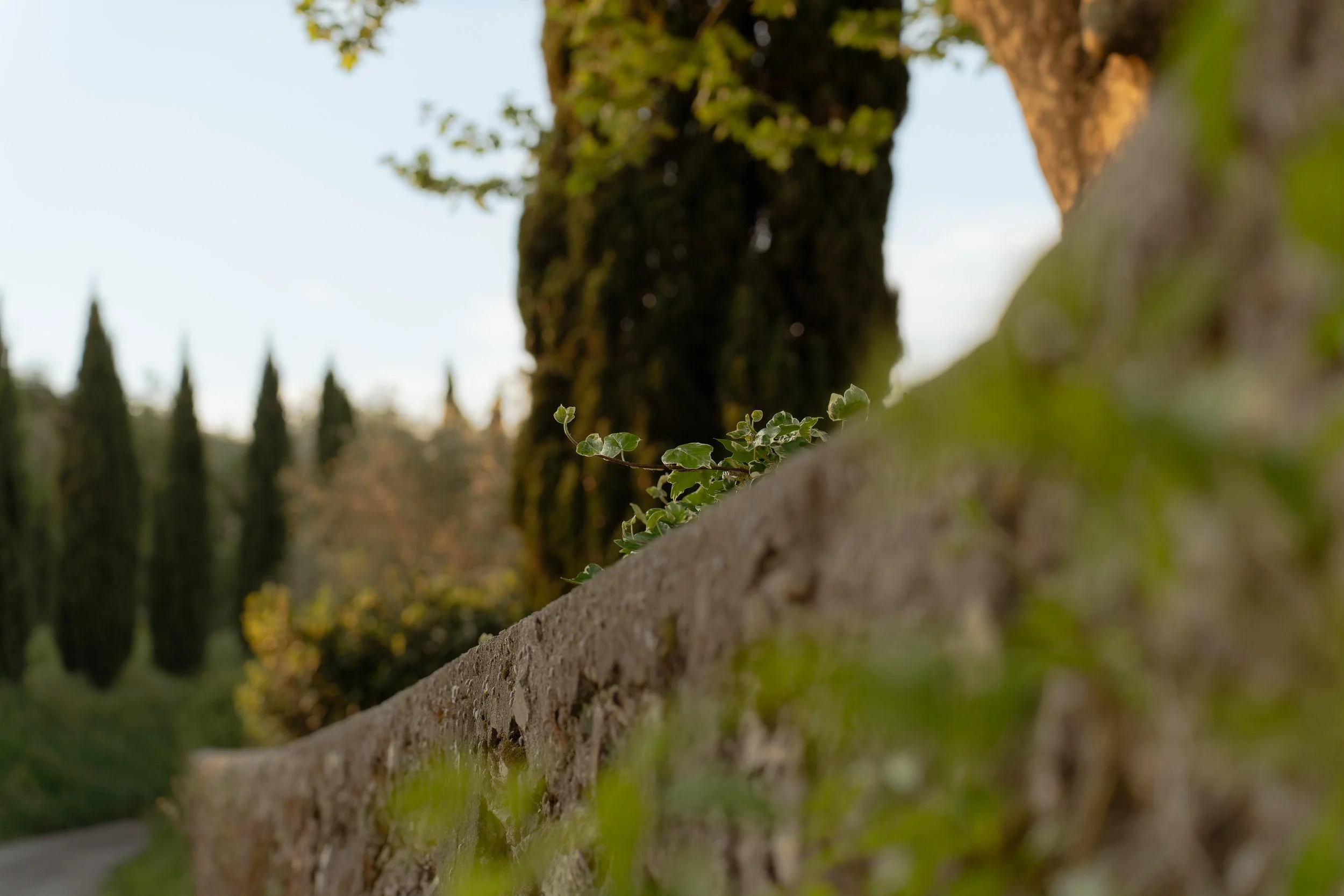 Close-up of a stone wall with small green ivy leaves, trees and a cloudy sky in the background.