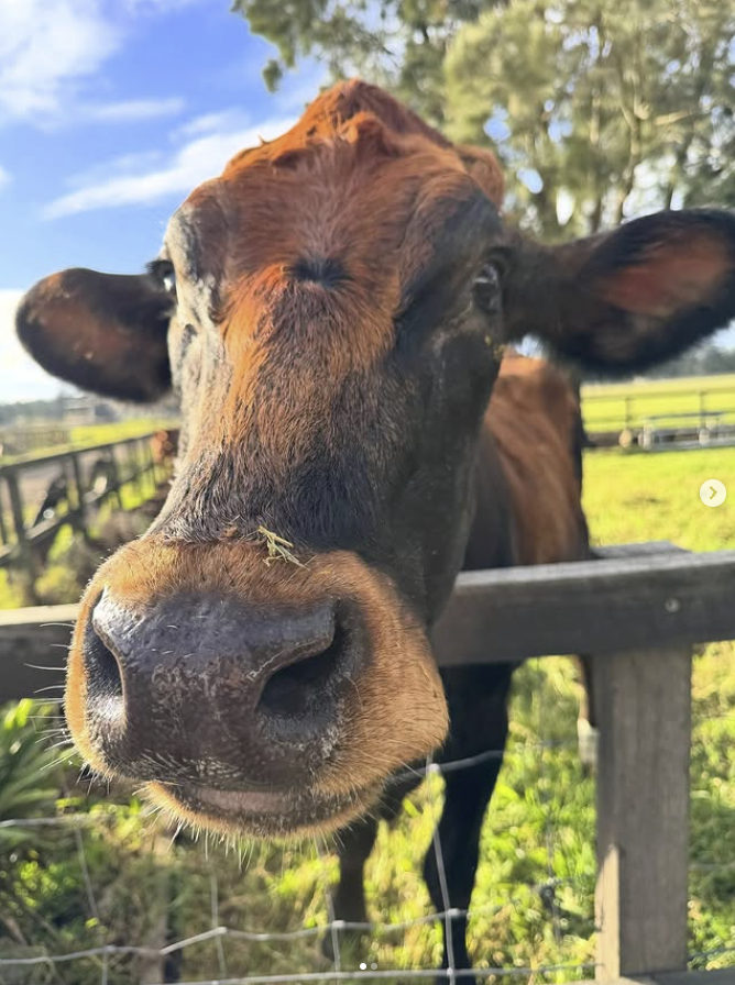 Watch the Cow Being Milked
