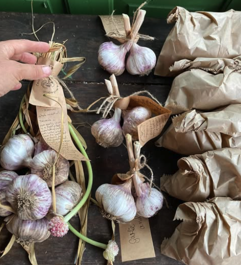 Learn the art of Garlic Plaiting