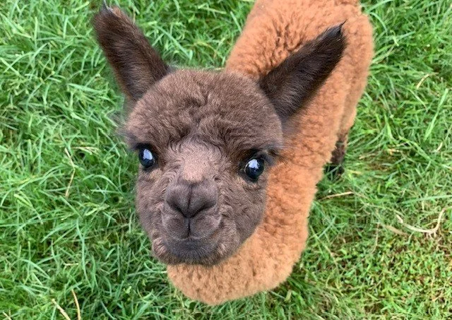 Meet and Feed the Alpacas at Gumnut Valley Alpacas